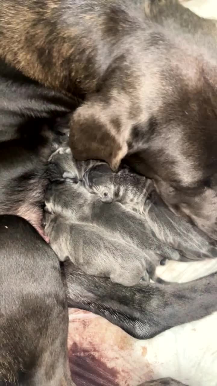 Cane Corso dogs for sale: Abkc registered cane corso pups - Video 5