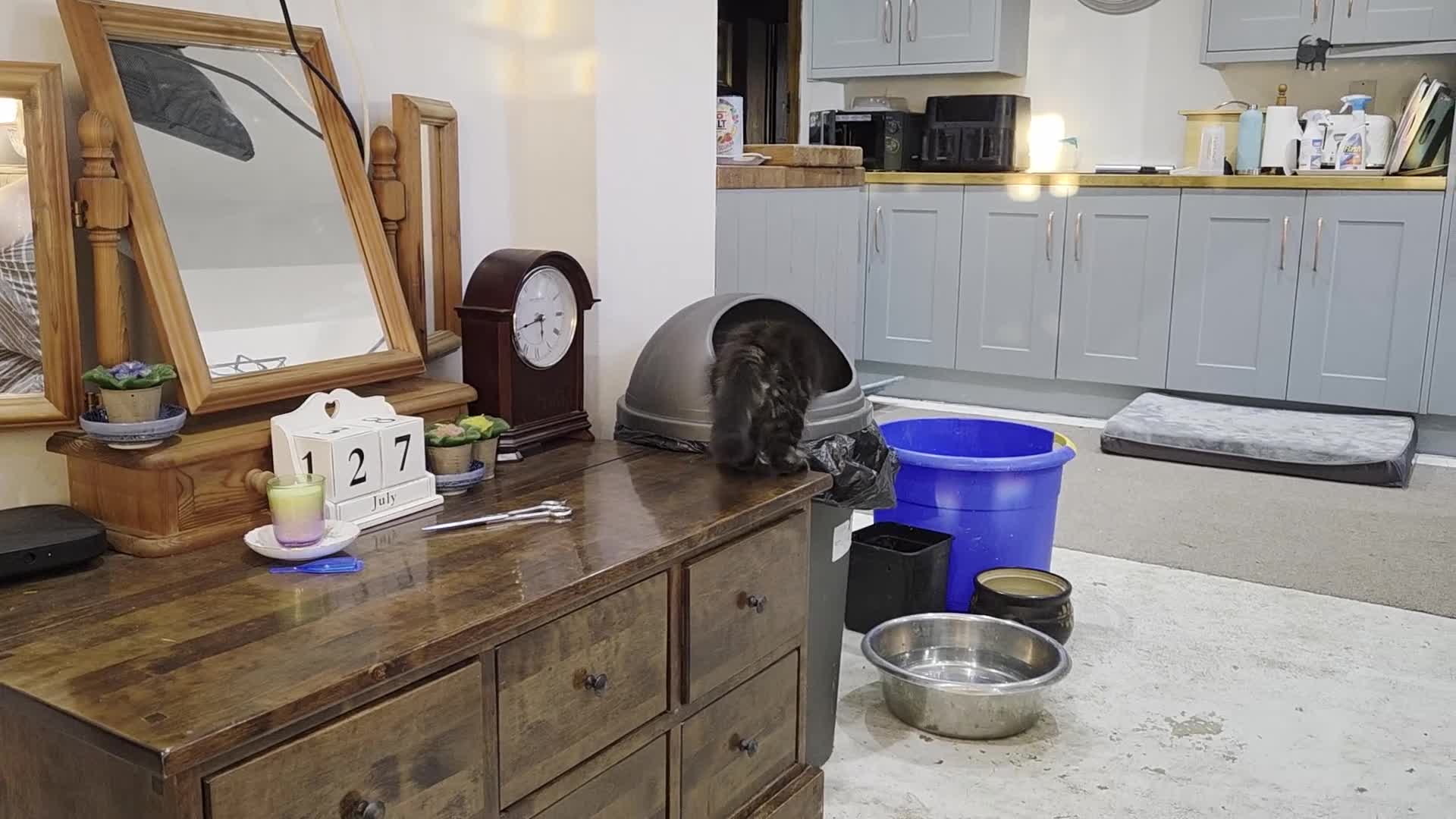Maine Coon cats for sale: Maine coon  - Video 3
