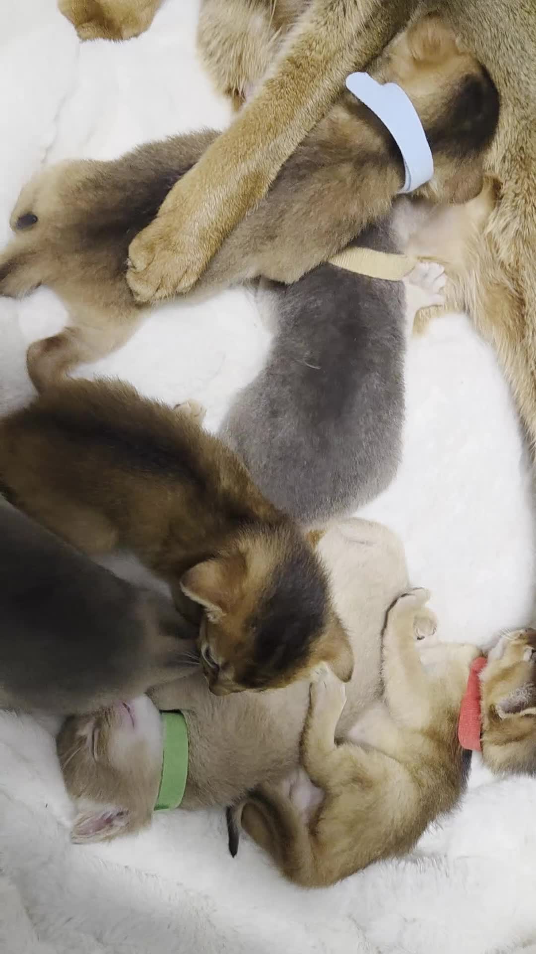 Abyssinian cats for sale: Gorgeous Tica  Abyssinian Kittens  - Video 1