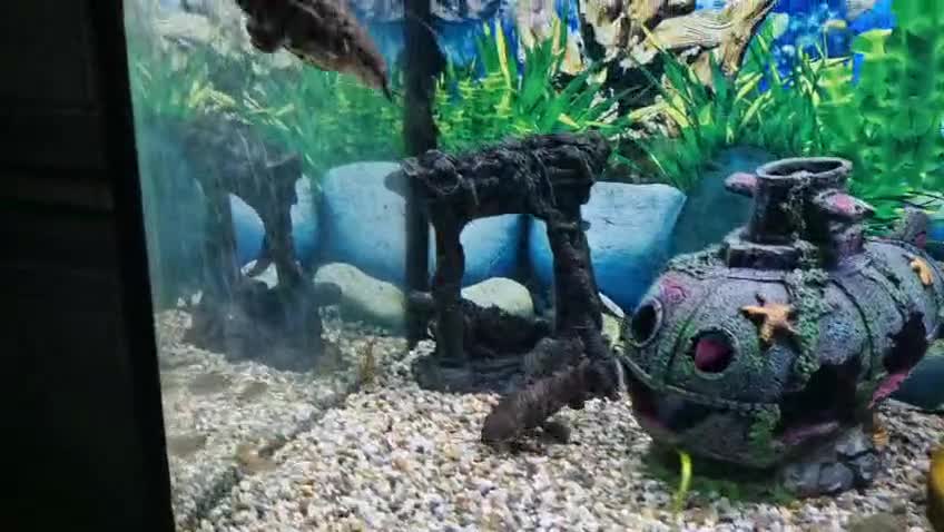 Plecos fish for sale: Bristlenoses - Video 2