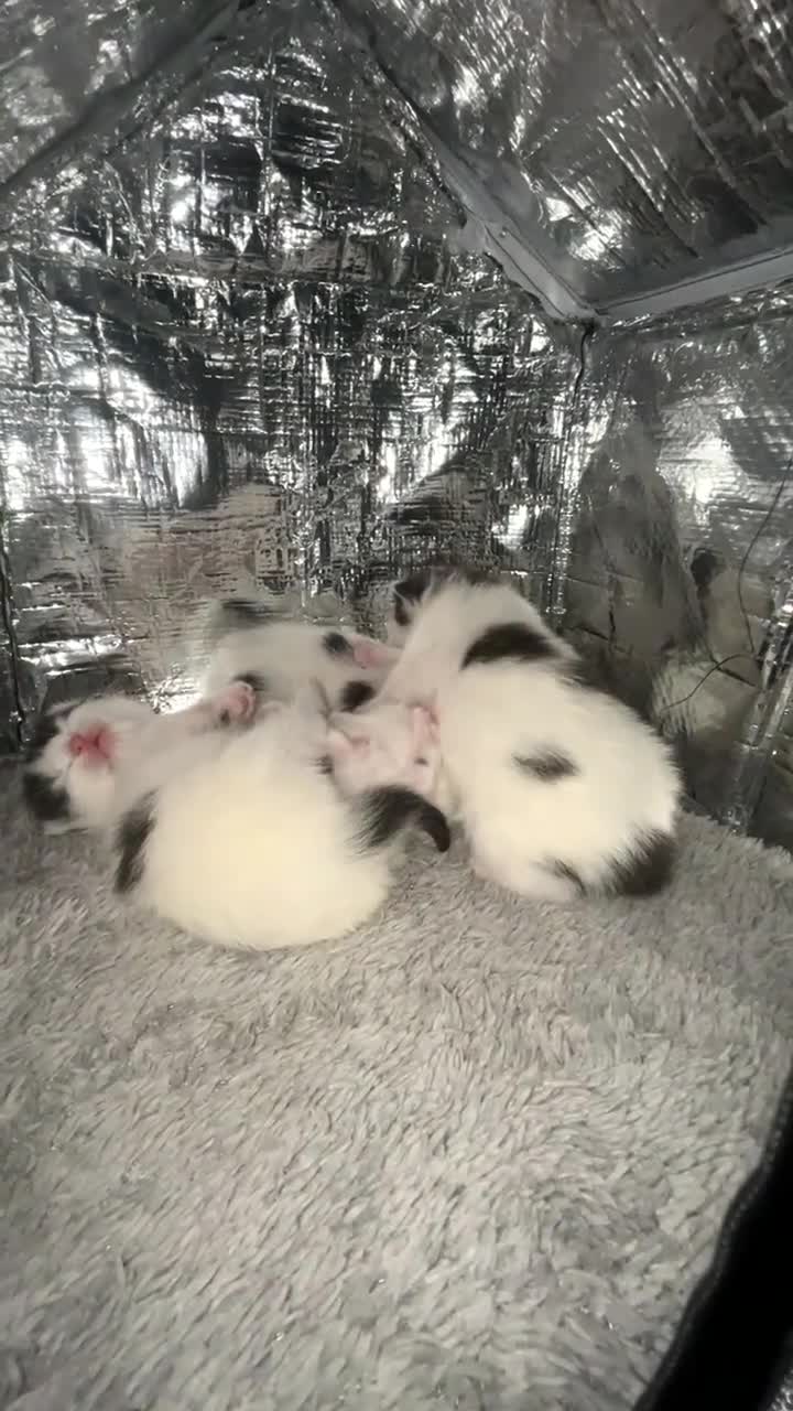 Mixed Breed cats for sale: Looking for a loving home for 4 kittens - Video 2