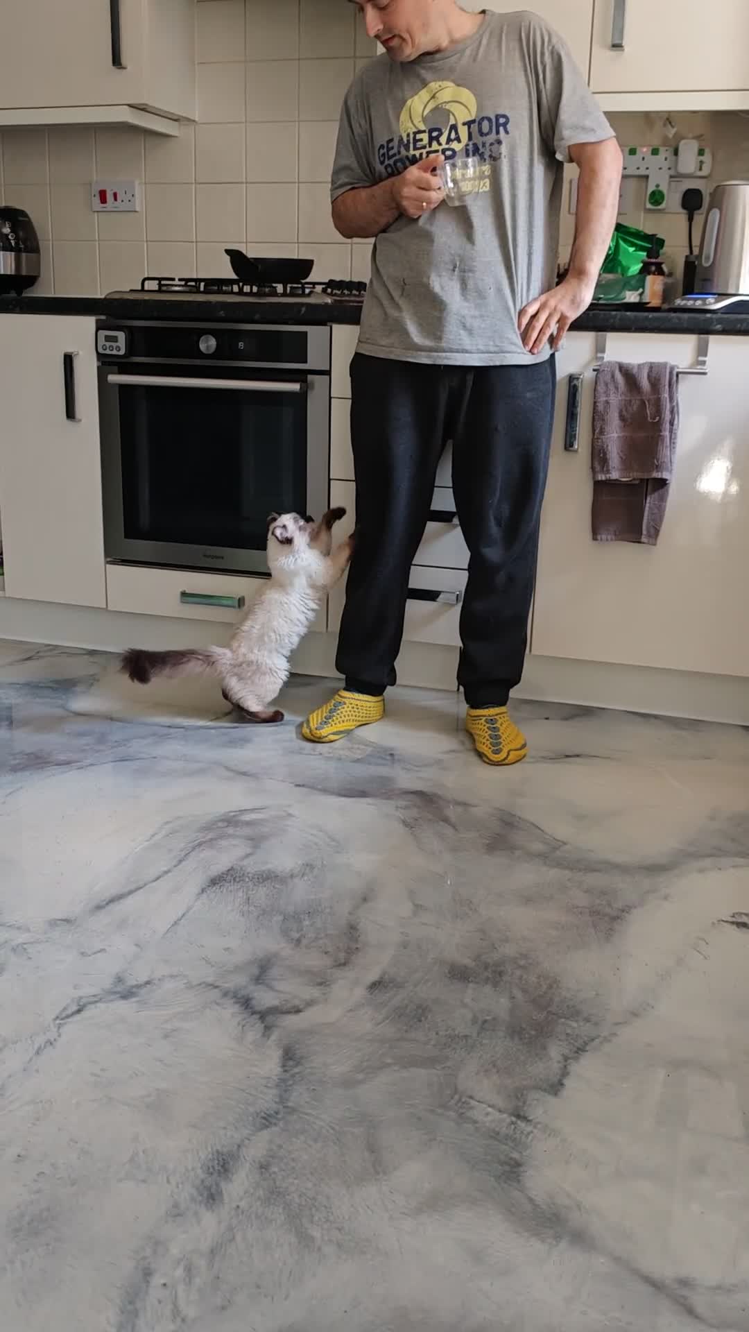 American Curl cats for sale: Only 2 left. Unique kittens for the best homes. in Oldham - Video 2
