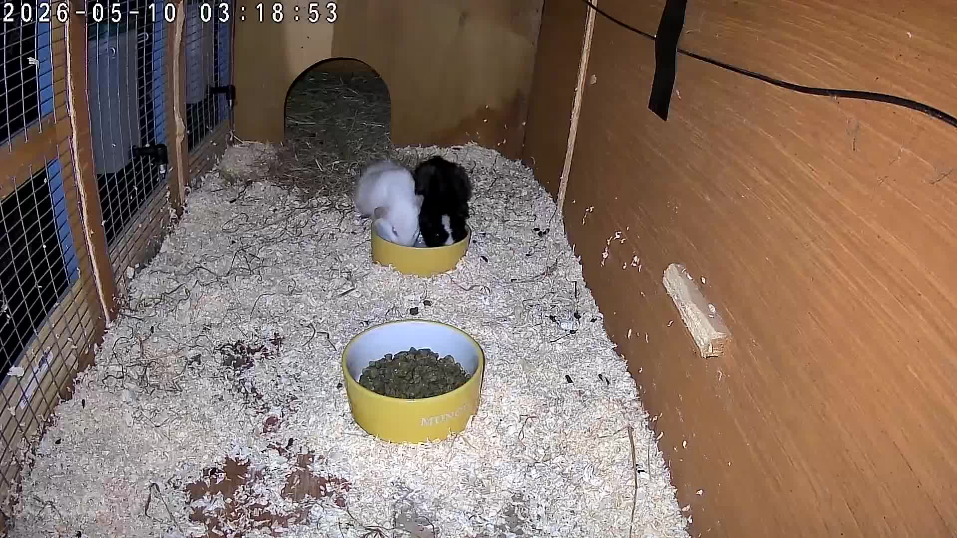 Guinea Pig rodents for sale: Baby male Guinea pigs - Video 1
