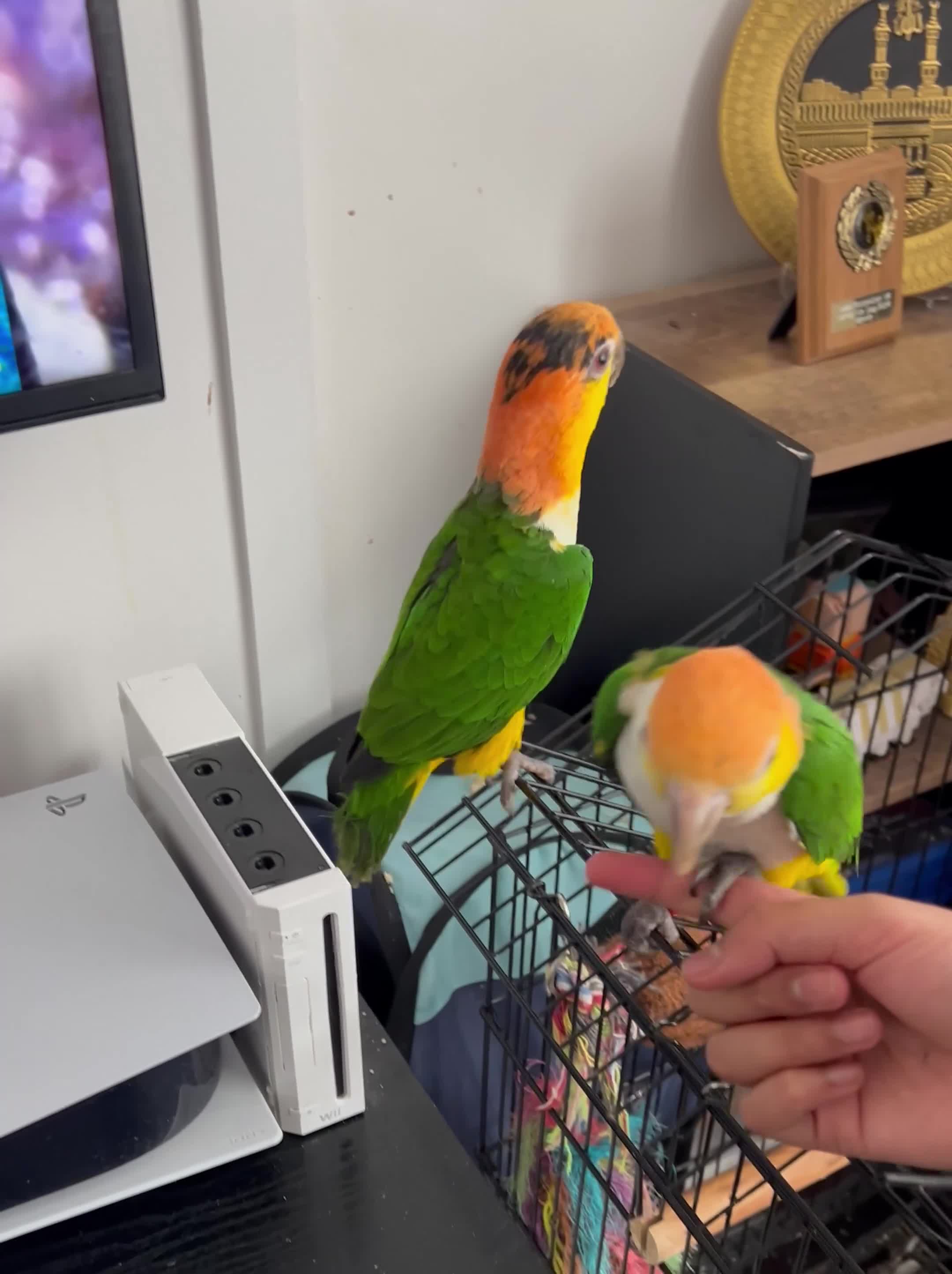 Parakeets birds for sale: Caique parrots - Video 1