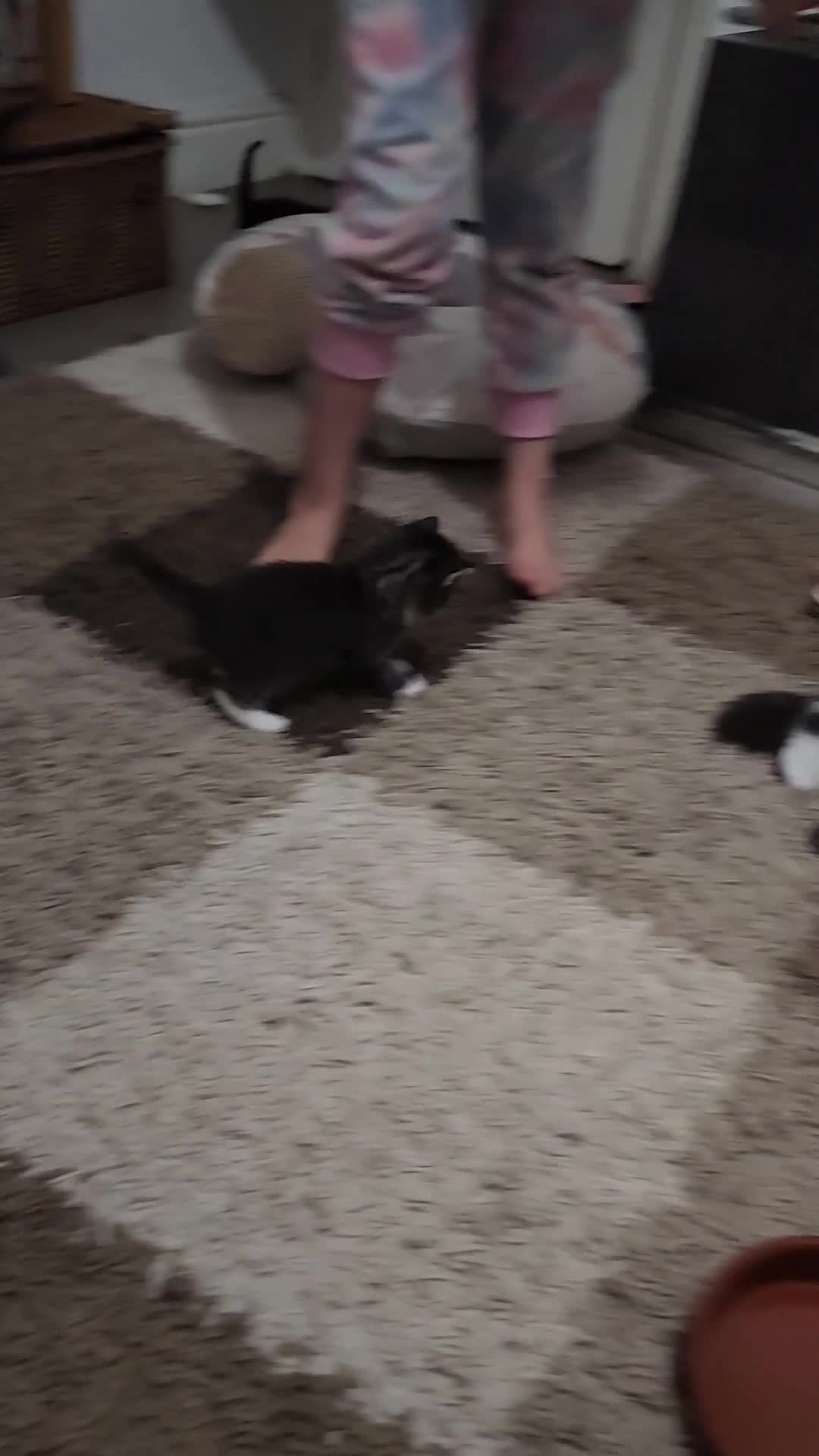 British Longhair cats for sale: Stunning British Kittens - Home Reared & Healthy - Video 1