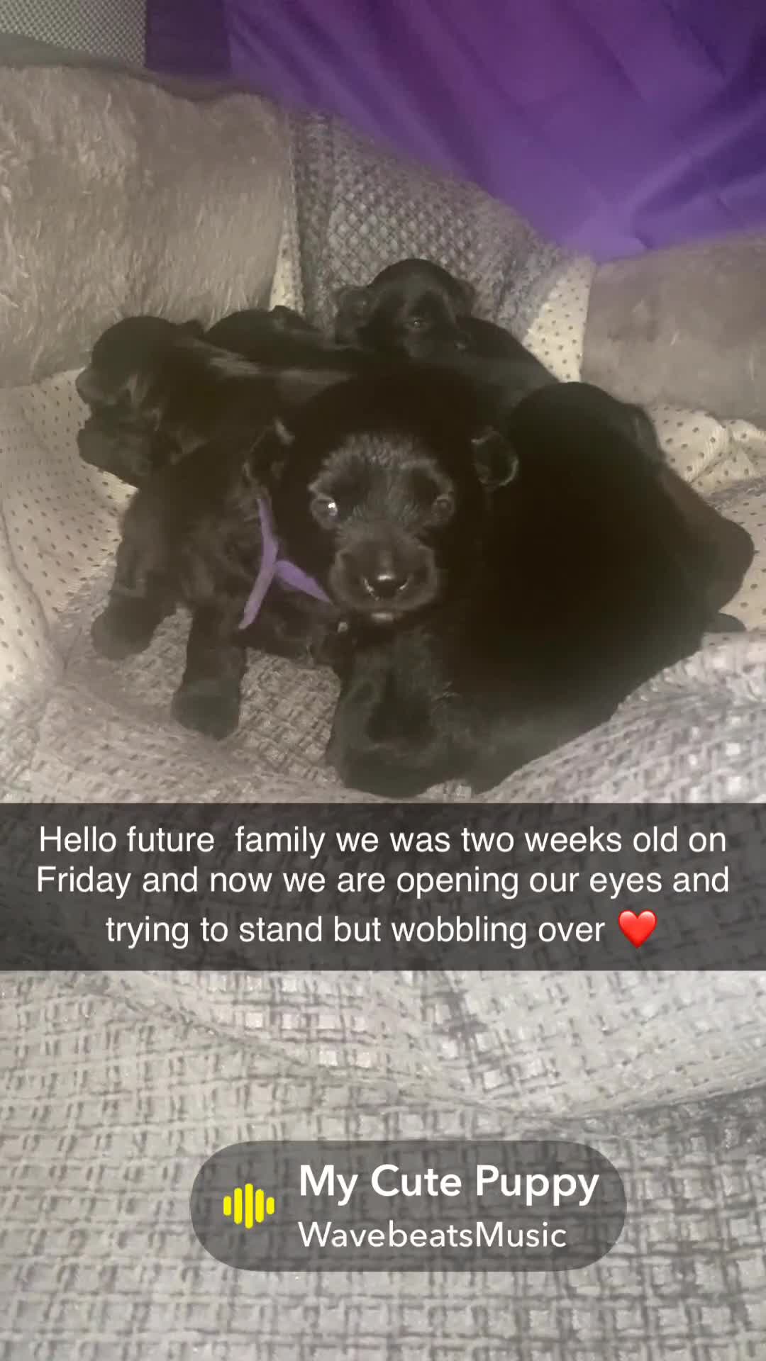 Maltipom dogs for sale:  Ready to leave now to forever Homes 🐶❤️ - Video 3