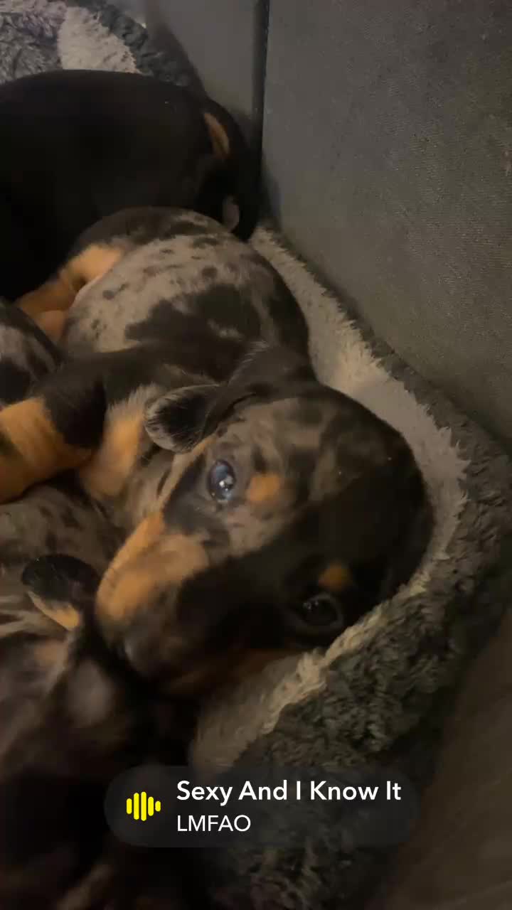 Dachshund dogs for sale: Ready to leave  - Video 1