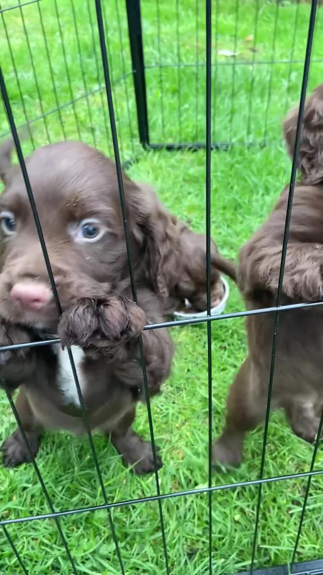 Sprocker dogs for sale: 1 chocolate boy sproker 10 weeks  - Video 2