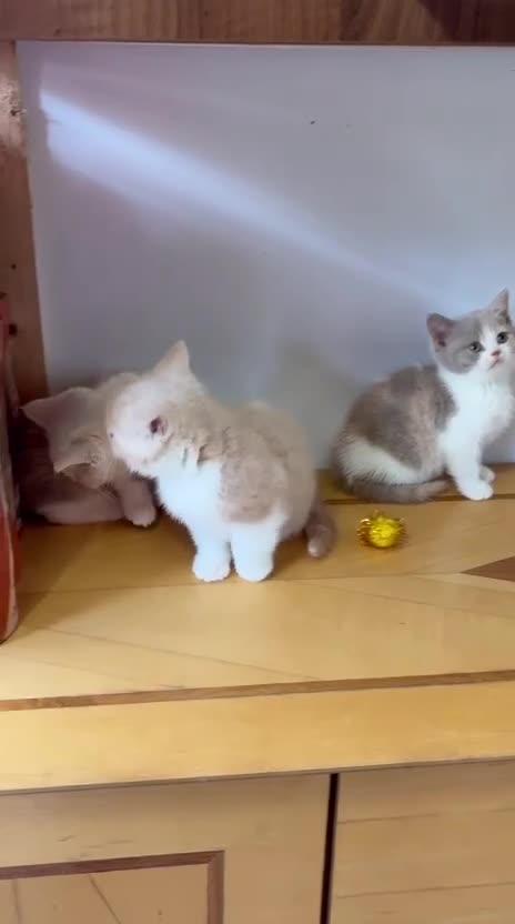 British Shorthair cats for sale: British Shorthair kittens - Video 3