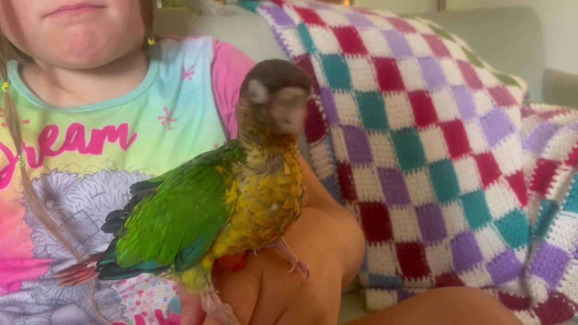Conures birds for sale: Hand reared green cheeked conures - Video 5