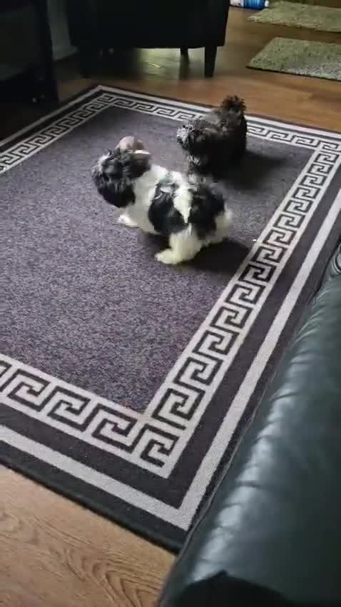 Shih Tzu dogs for sale:  2 kc reg shih tzh ready to go  - Video 1