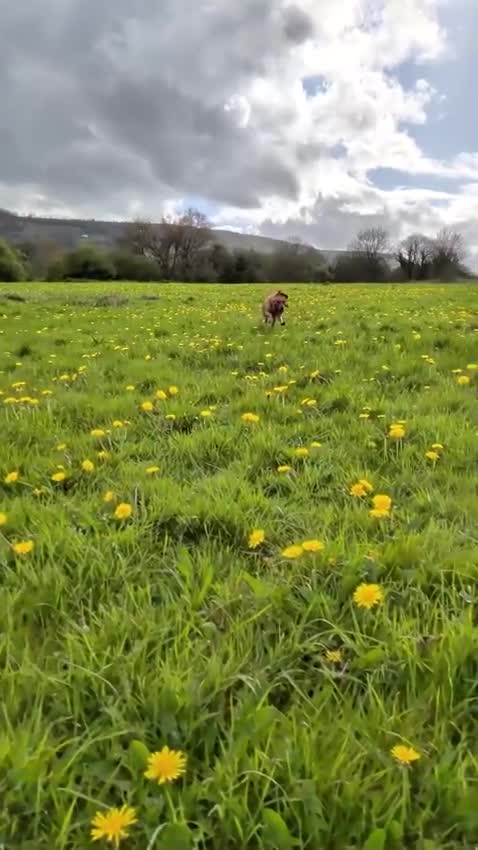 Goldador dogs for stud: Reggie  in Wrexham - Video 2