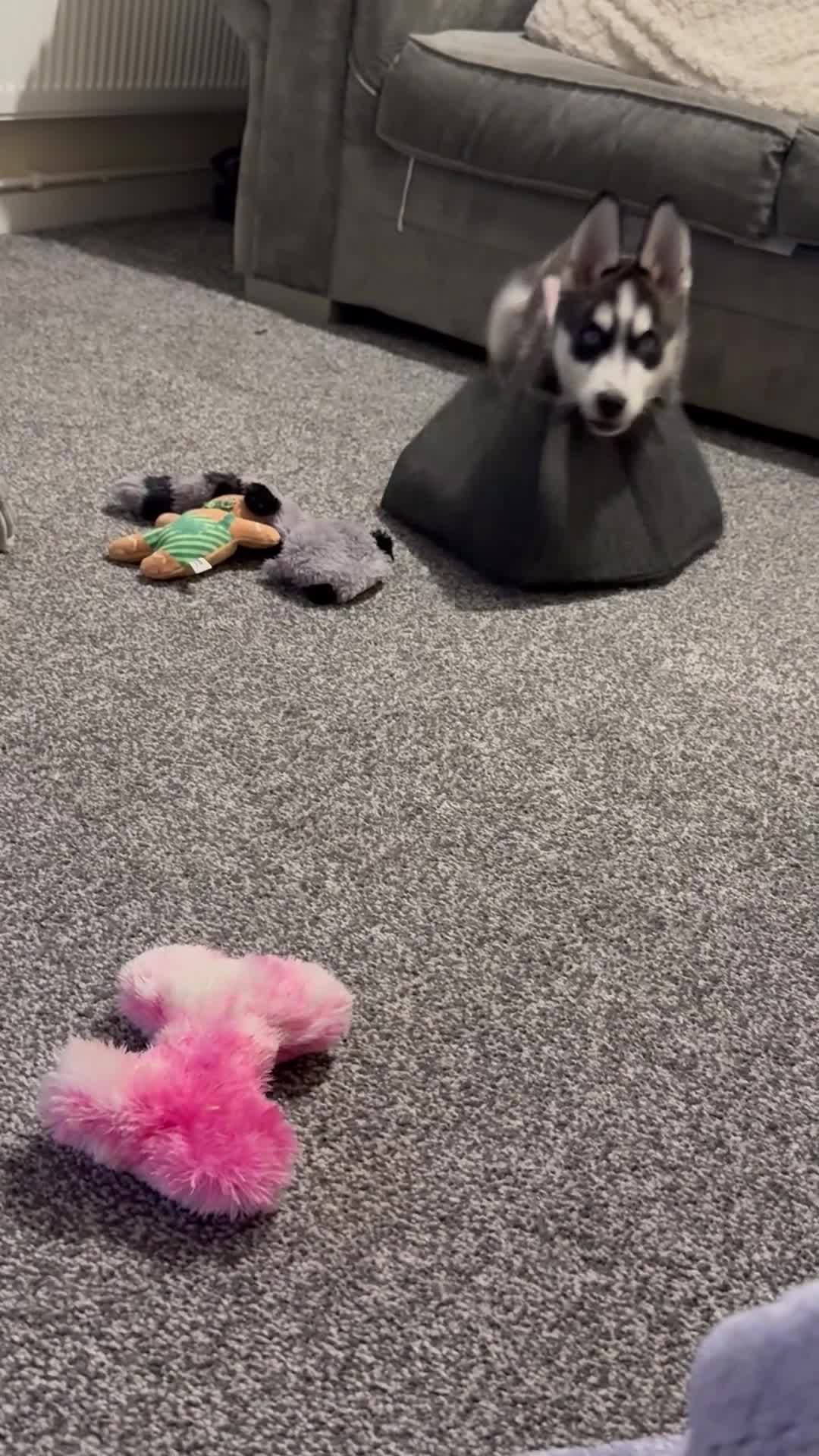 Siberian Husky dogs for sale: Siberian husky  - Video 2