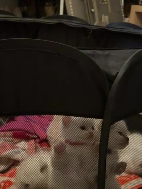 Ragdoll cats for sale: 1 Male kitten  - Video 2