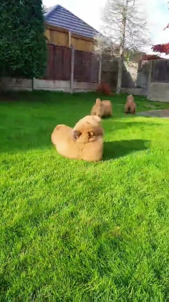 Chow Chow dogs for sale: Crufts Best of Breed pedigree  **  - Video 1