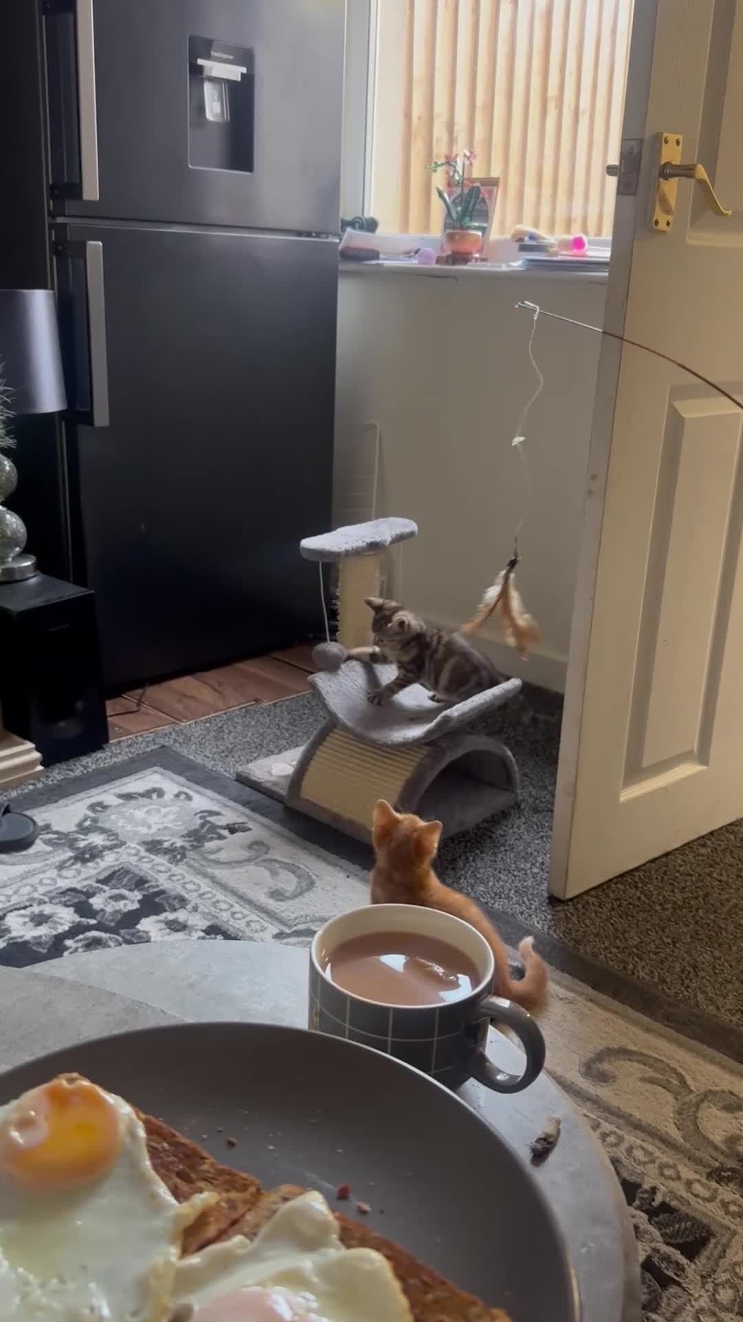 Mixed Breed cats for sale: 2 kittens 1 male 1 female  - Video 1