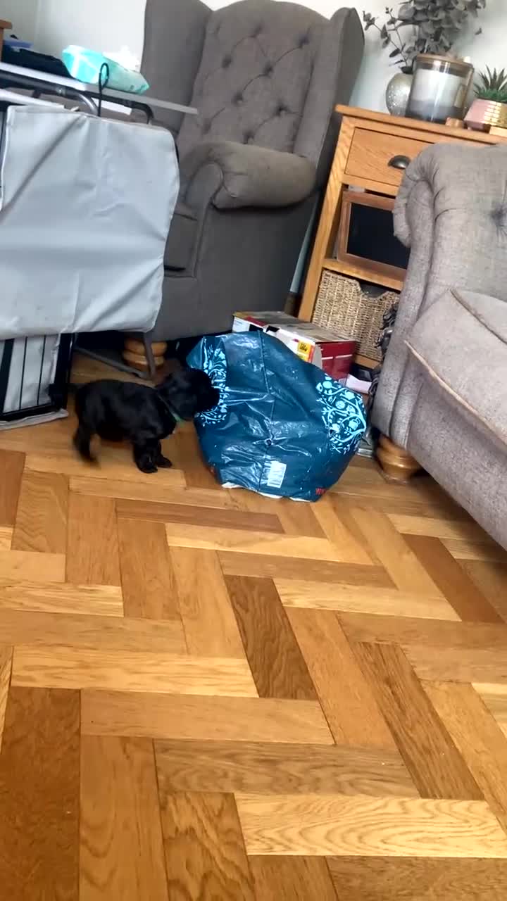 Cocker Spaniel dogs for sale: KC working cocker spaniel puppies! - Video 4