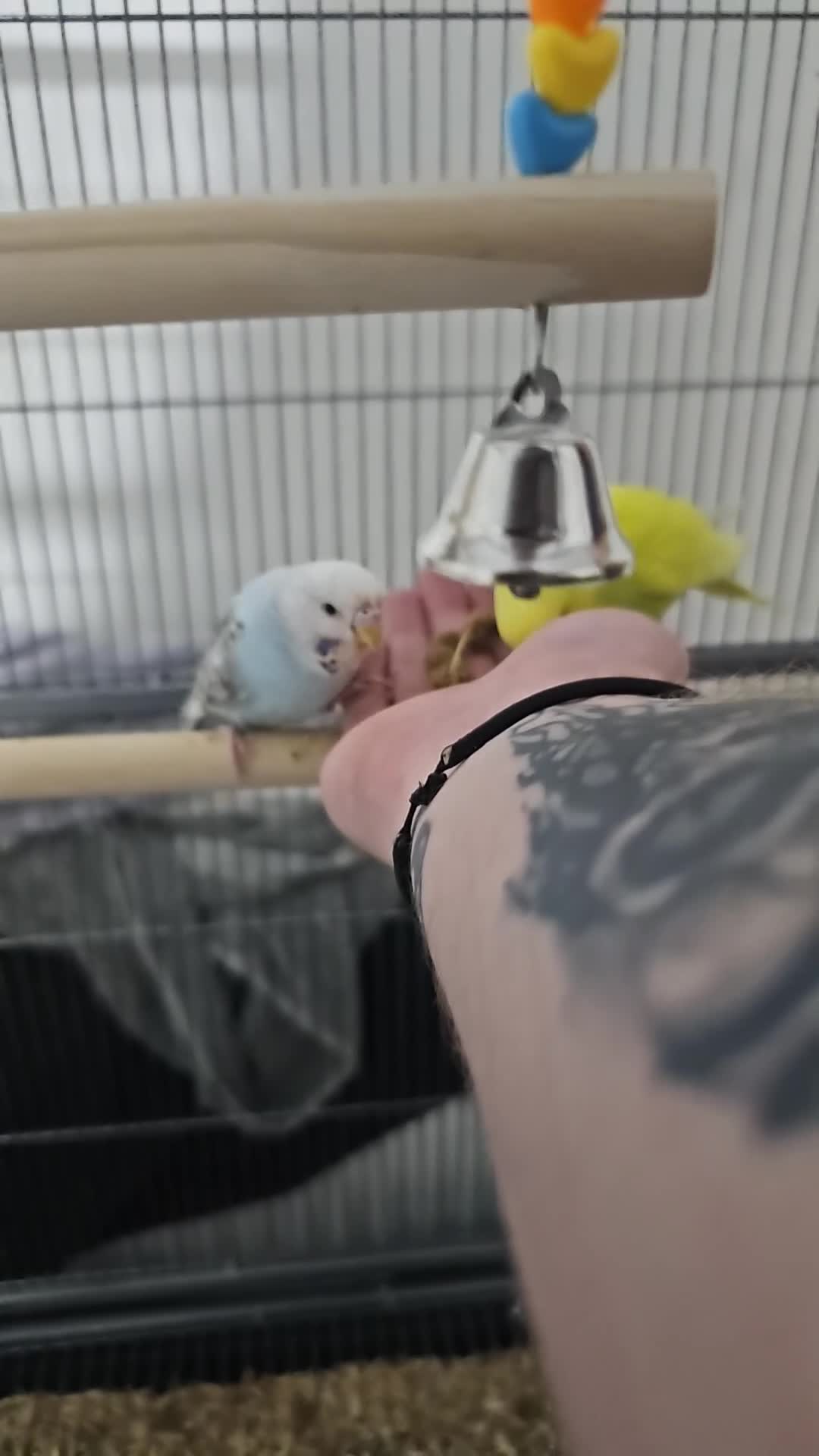 Budgerigars birds for sale: Pair of Male Budgies in Milford Haven - Video 1