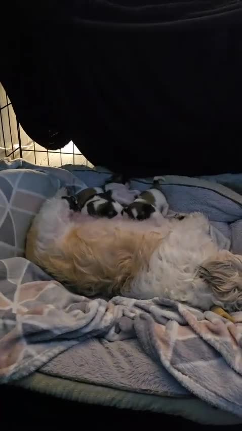 Shih Tzu dogs for sale: 3 chunky beautiful boy avaliable  - Video 1