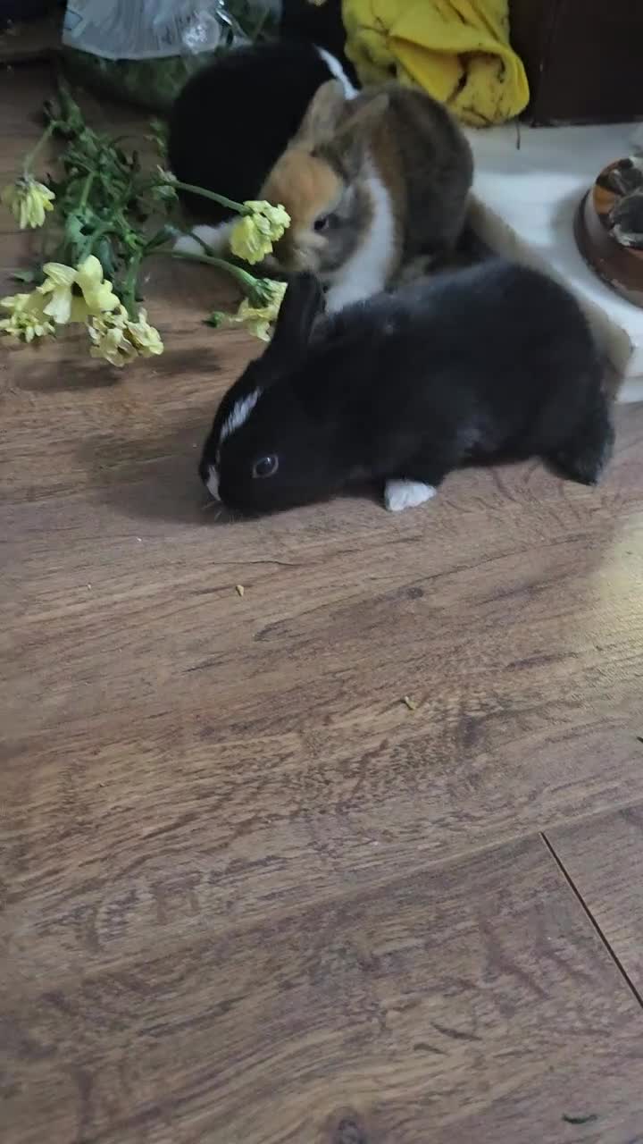 Mixed Breed rabbits for sale: 3 weeks old so cute 💕 - Video 1