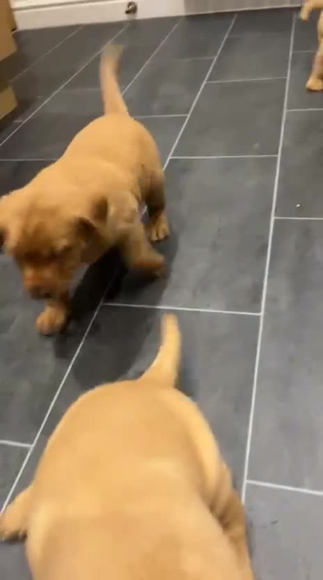 Labrador Retriever dogs for sale: Chunky red lab pups - Video 4