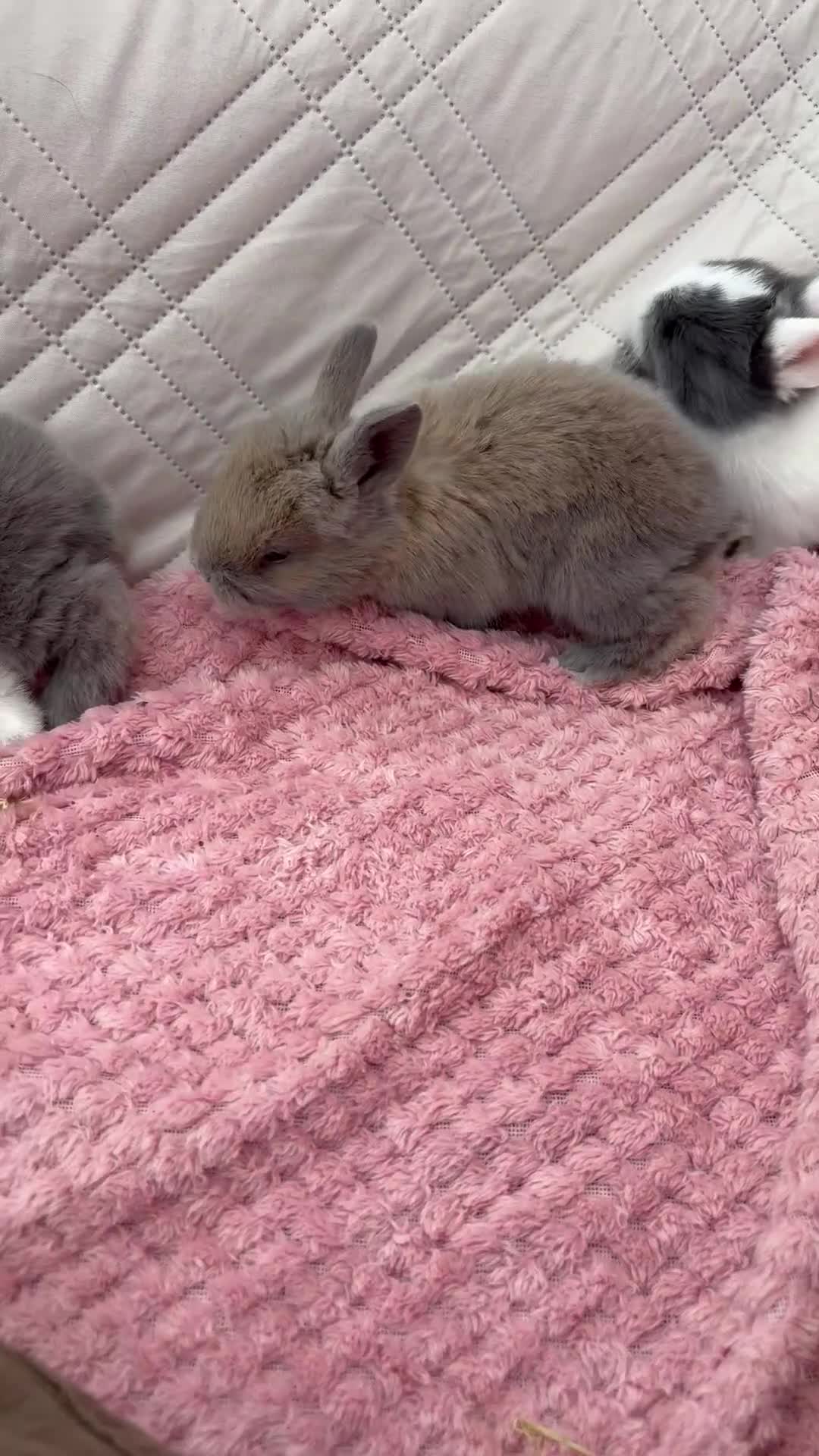Mini Lop rabbits for sale: Mini lops-raised indoors-vaccinated  - Video 1