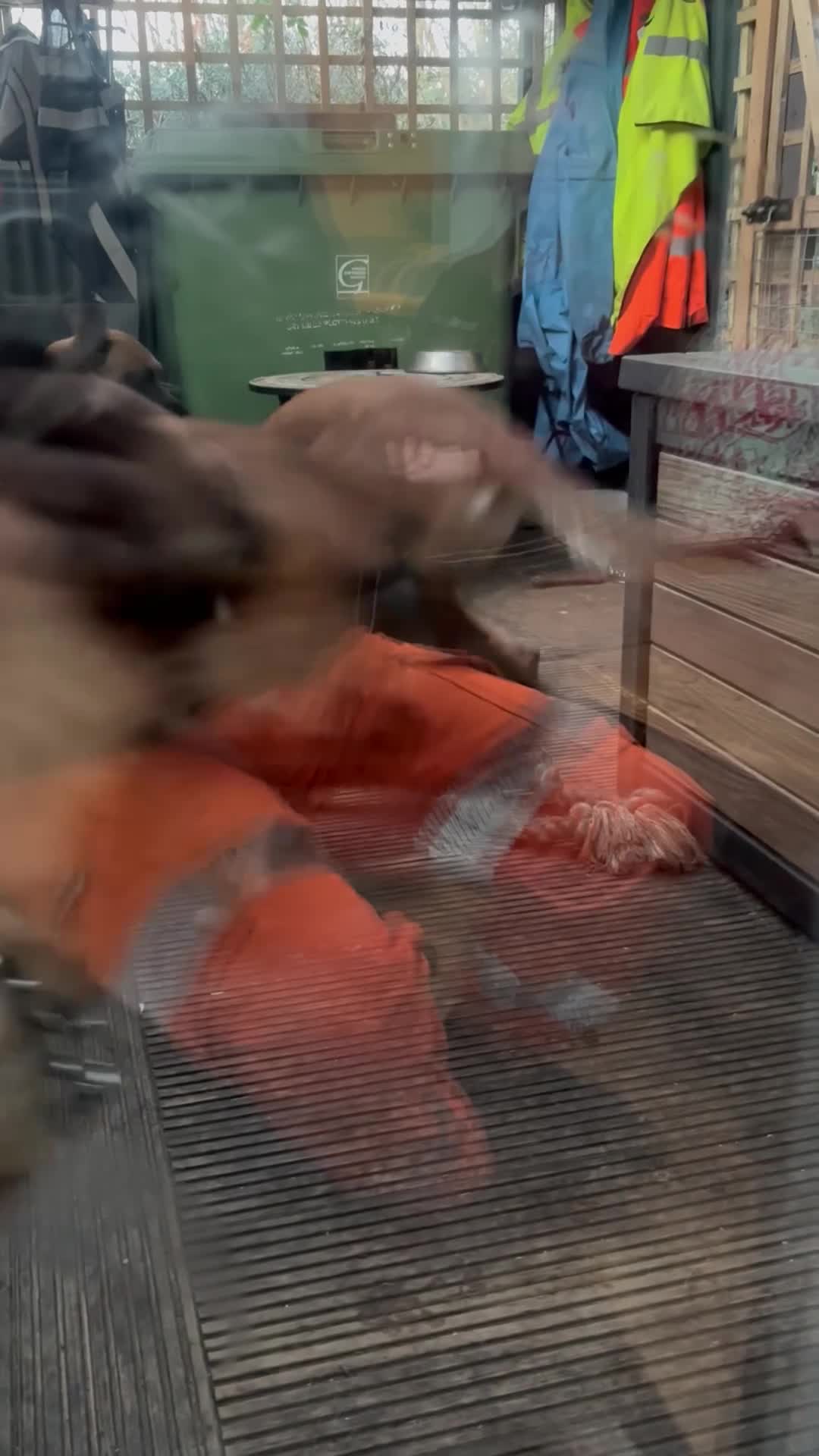 Mixed Breed dogs for sale: Malinois x GSD girl - Video 2