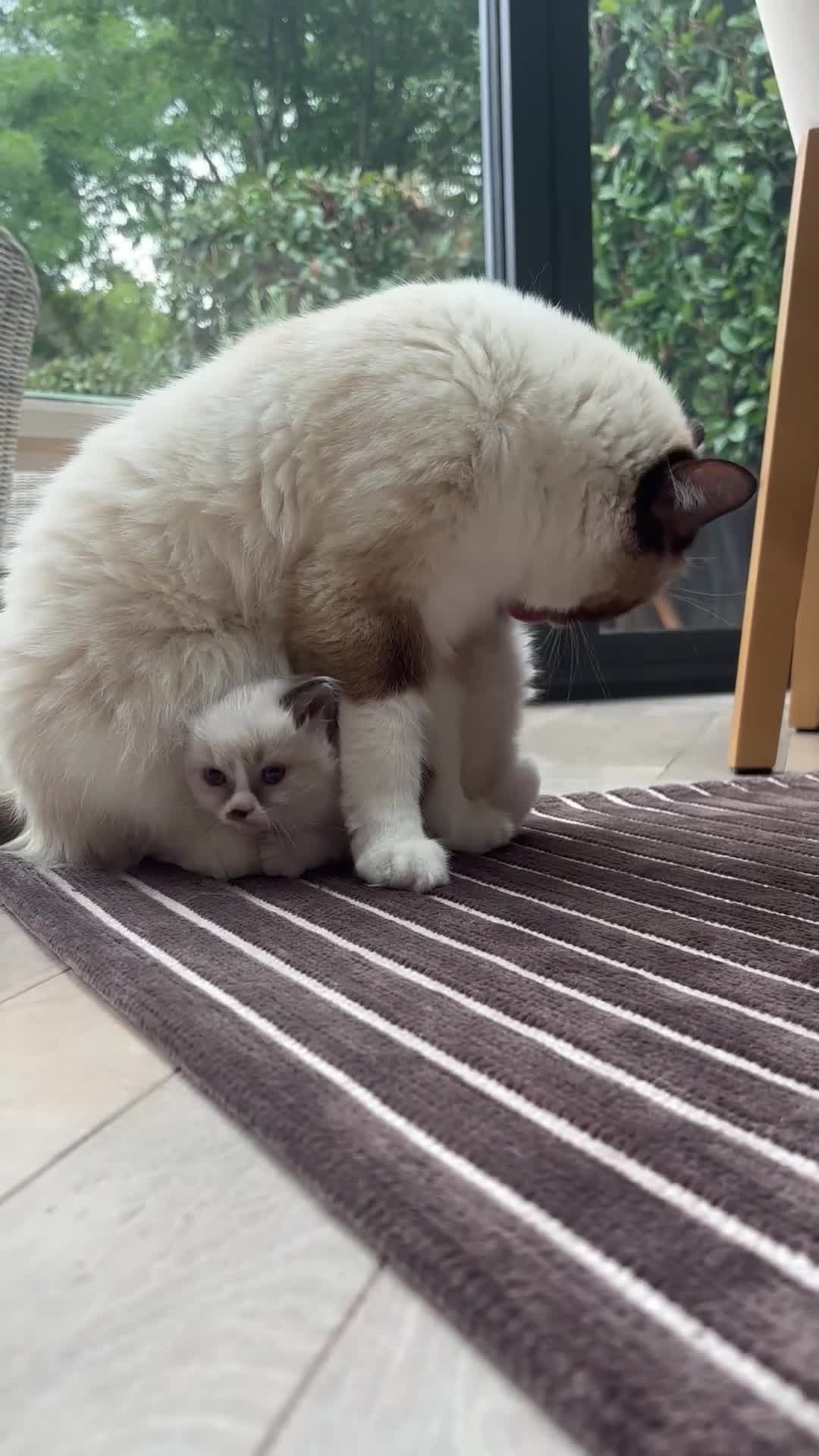 Ragdoll cats for sale: 4 PURE 💖💙RAGDOLLS💖💙 - Video 1