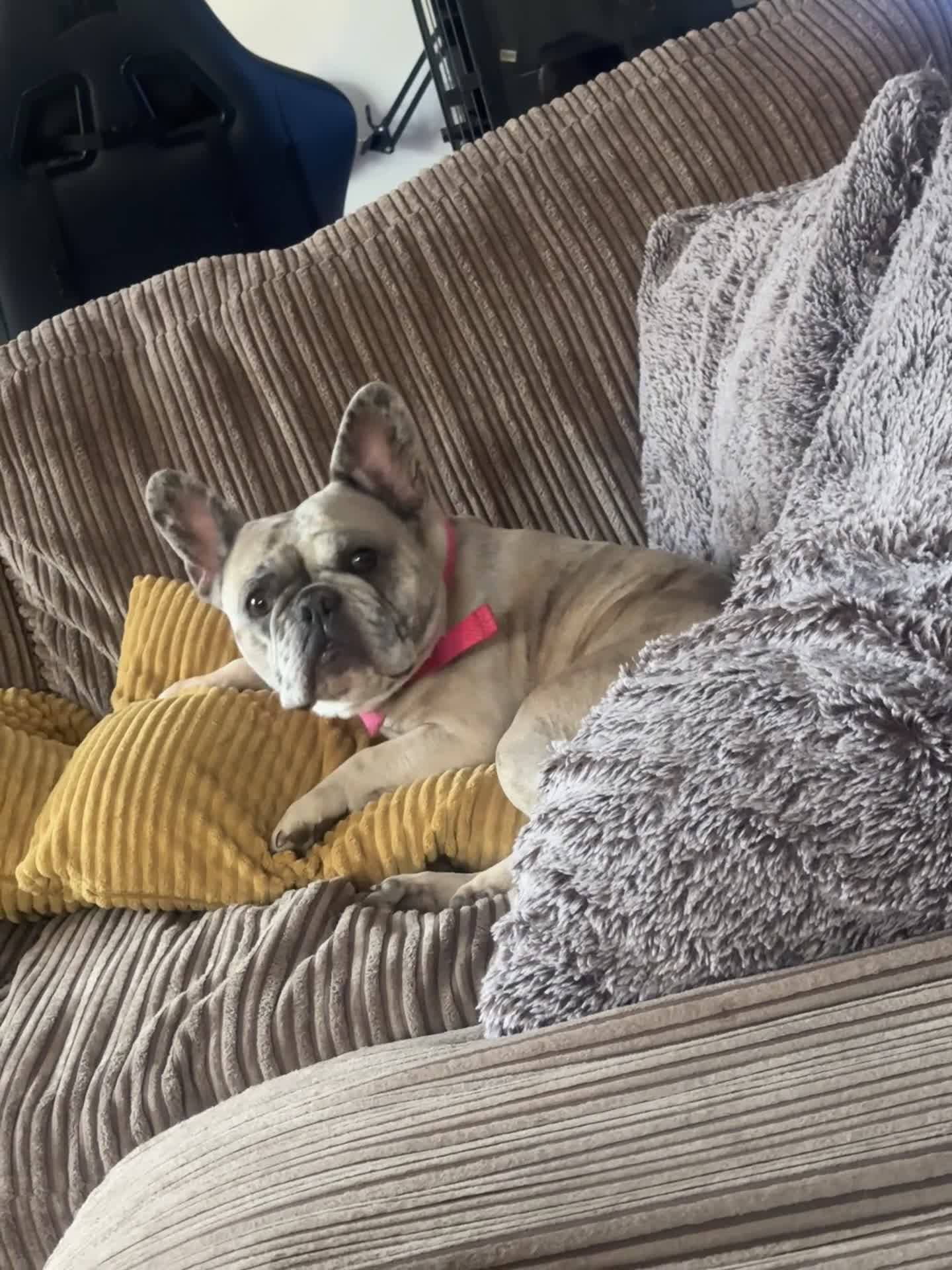 French Bulldog dogs for sale: Adorable French Bulldog for sale  - Video 1