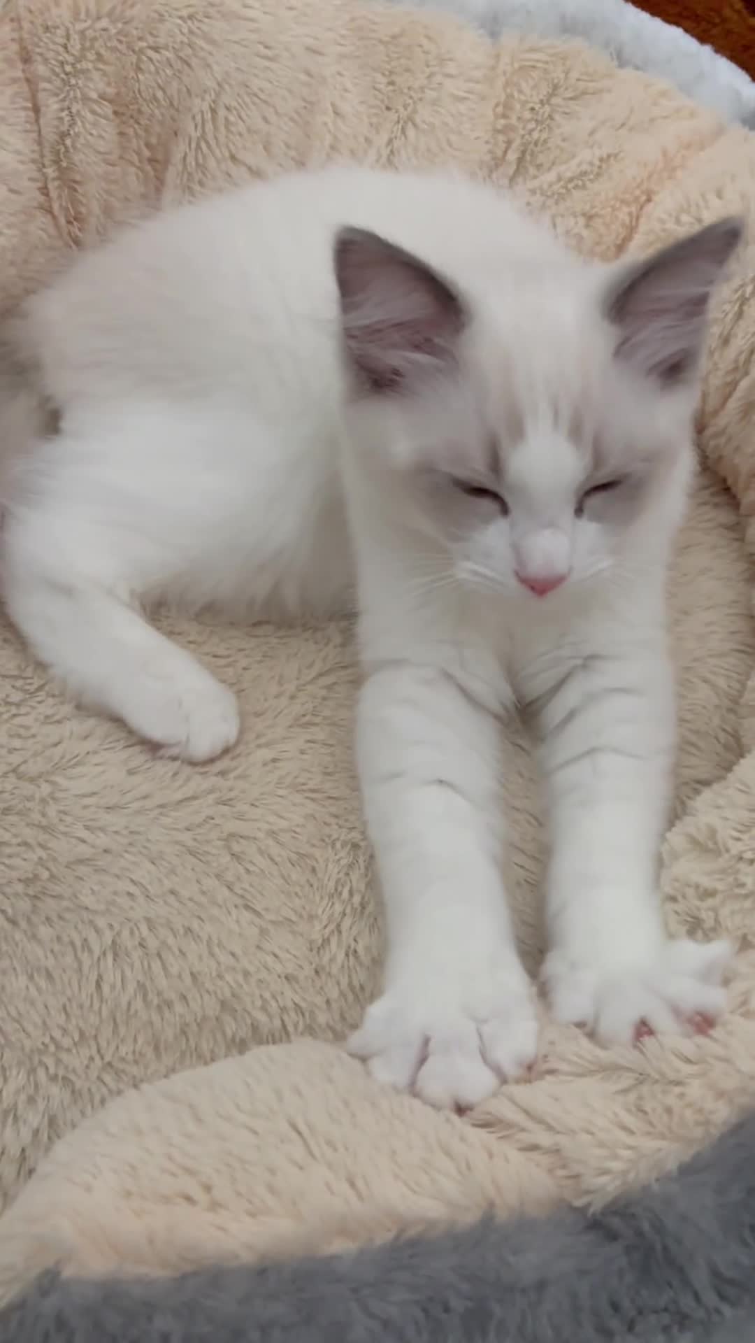 Ragdoll cats for sale: Blue bicolour ragdoll boy - Video 1