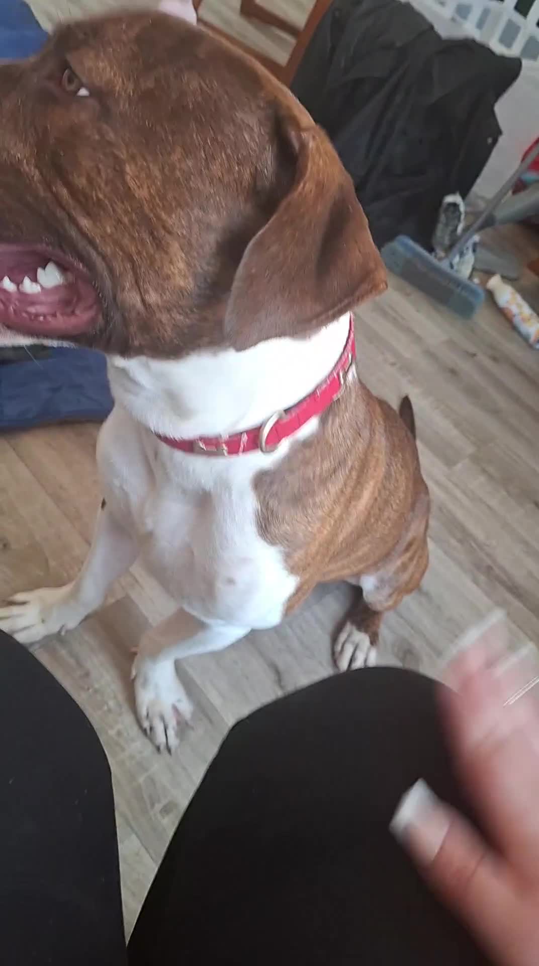 Mixed Breed dogs for sale: New home needed asap - Video 1