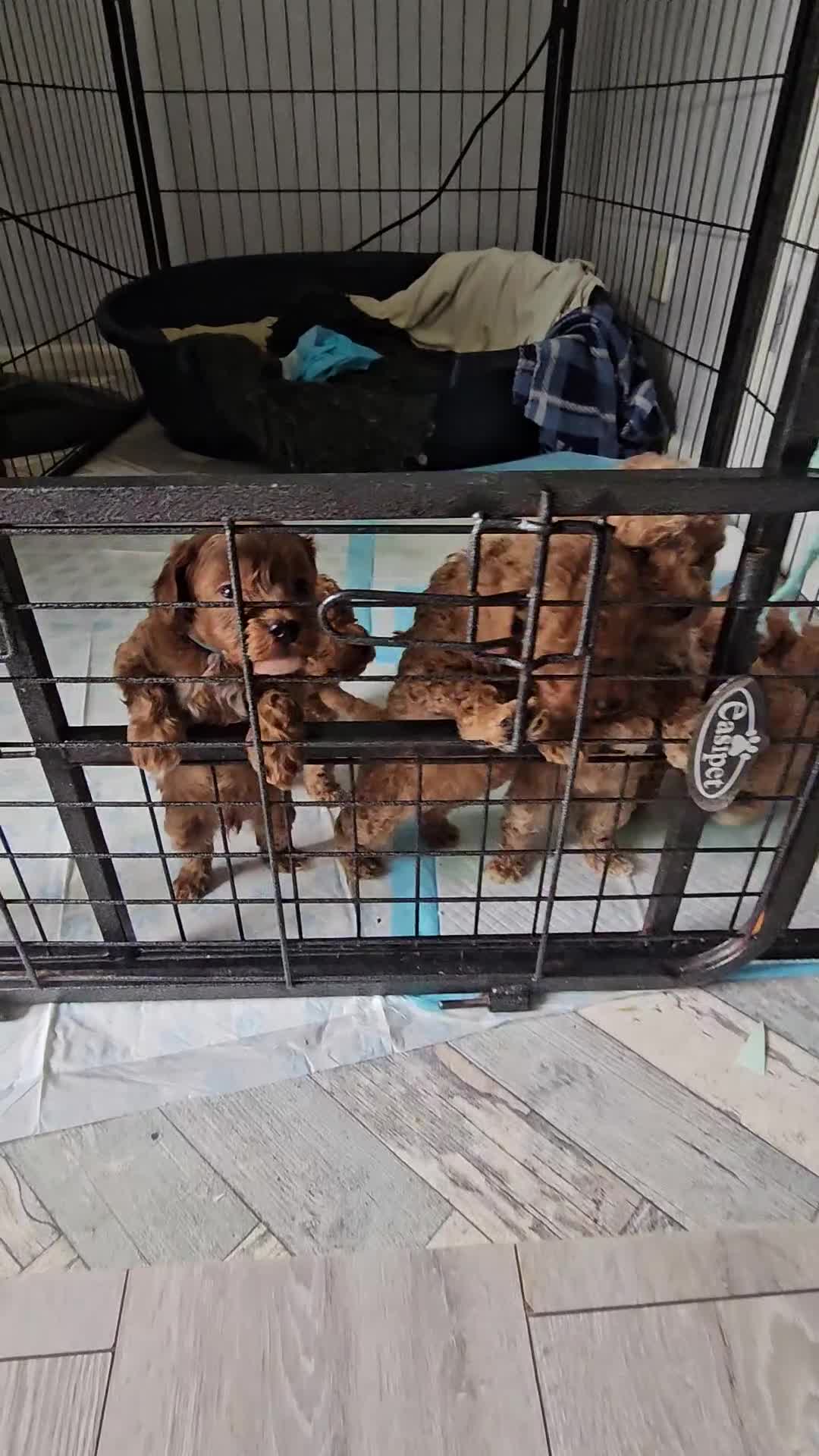 Cockapoo dogs for sale: Cockapoos F1b  - Video 1