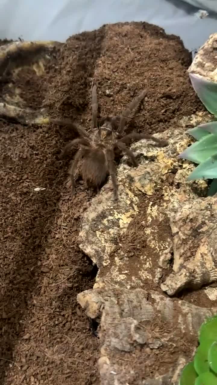 Tarantulas invertebrates for sale: 2 tarantulas for free  in Saint Helens - Video 1