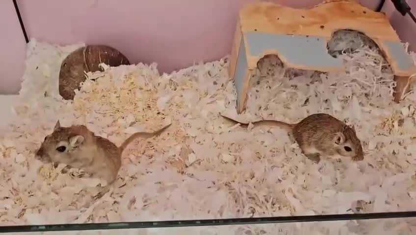 Gerbil rodents for sale: Two Friendly Male Mongolian Gerbils – 1 Year Old  - Video 2
