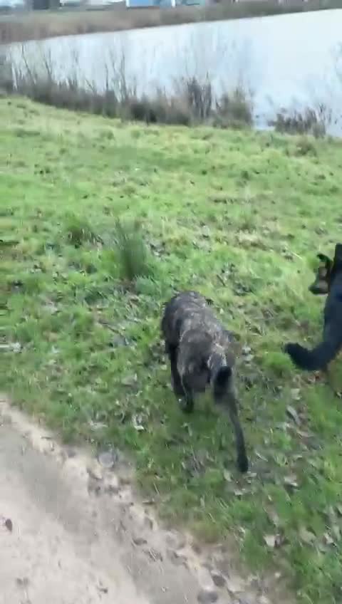 Mixed Breed dogs for adoption: URGENT: 💙MILO💙 – A SOFT, LOVING 1 YEAR OLD BOY  - Video 2