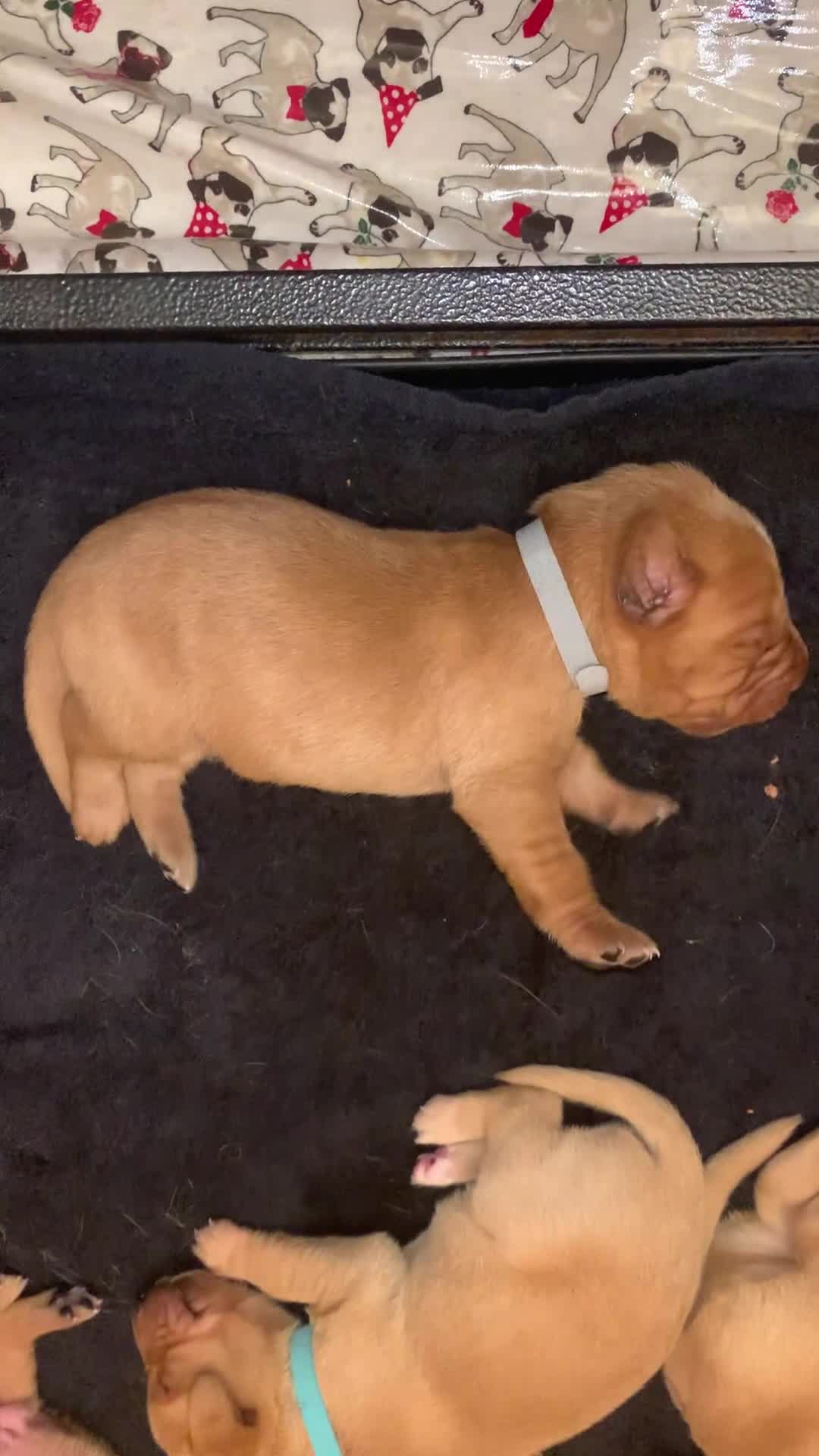 Labrador Retriever dogs for sale: ✨ Stunning 5 Male & 3 Female Fox Red Lab Puppies - Video 1