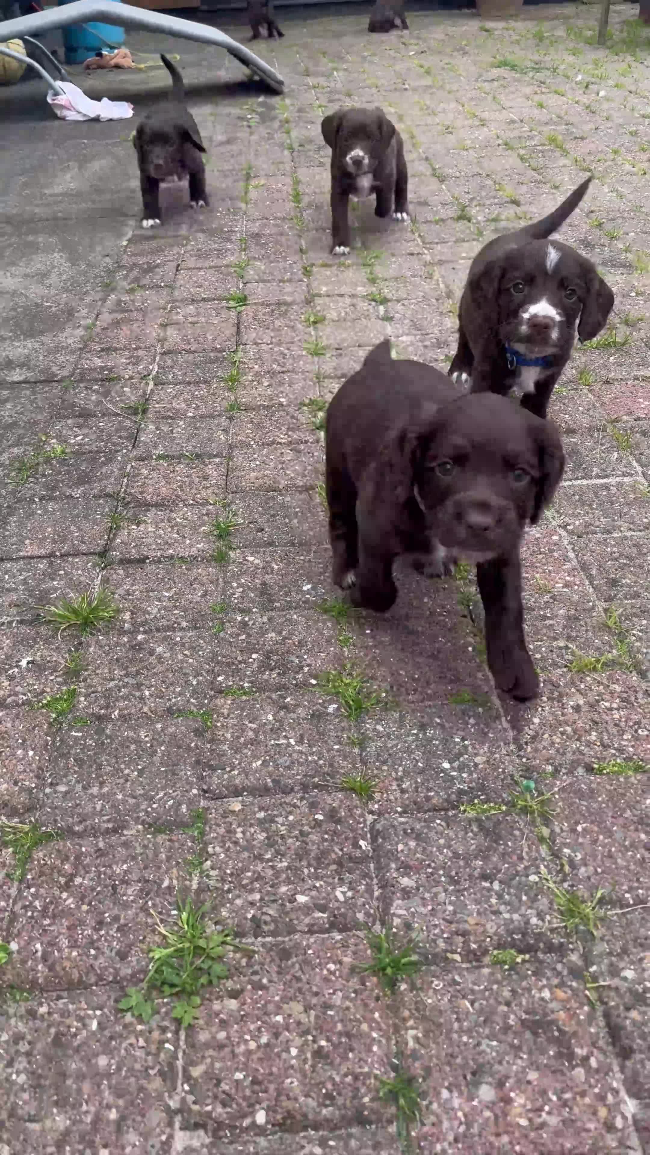Sprocker dogs for sale: Gorgous sprocker puppies  - Video 1