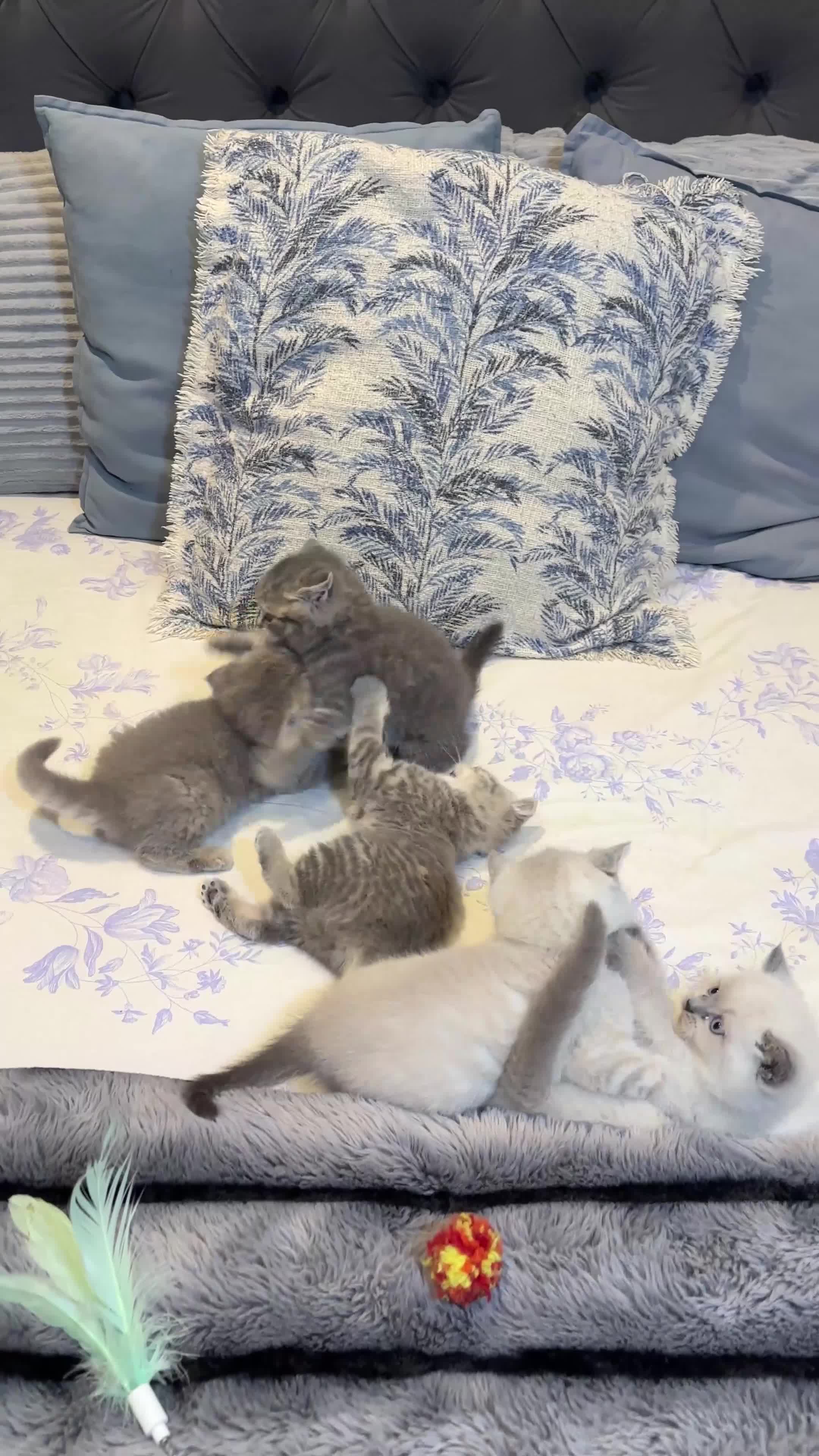 British Shorthair cats for sale: British Shorthair Kittens 🐈‍⬛ in London - Video 1