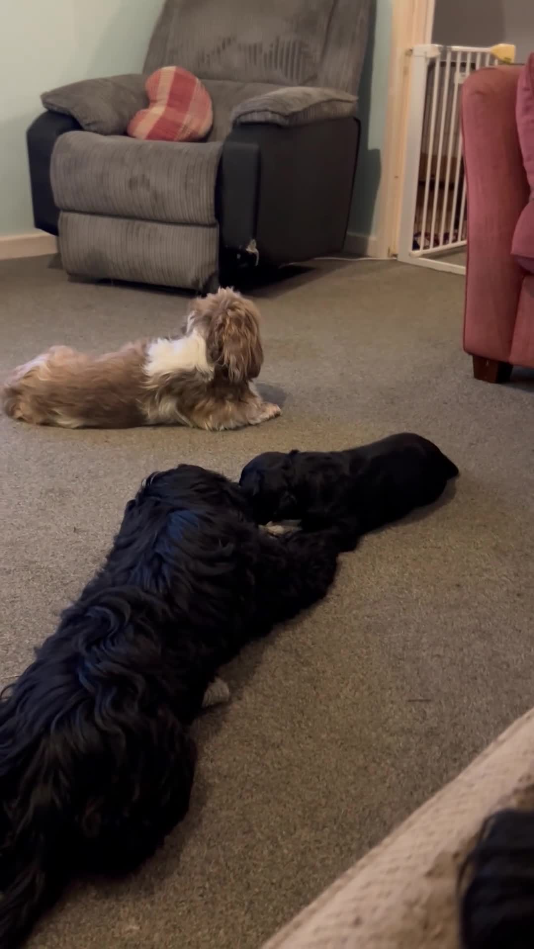 Mixed Breed dogs for sale: Beautiful puppy ready to go ! !Cocker Tzu Puppy - Video 2