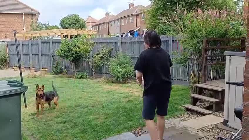 Mixed Breed dogs for adoption: Steph – 6 years old, Female, Mixed Breed - Video 1