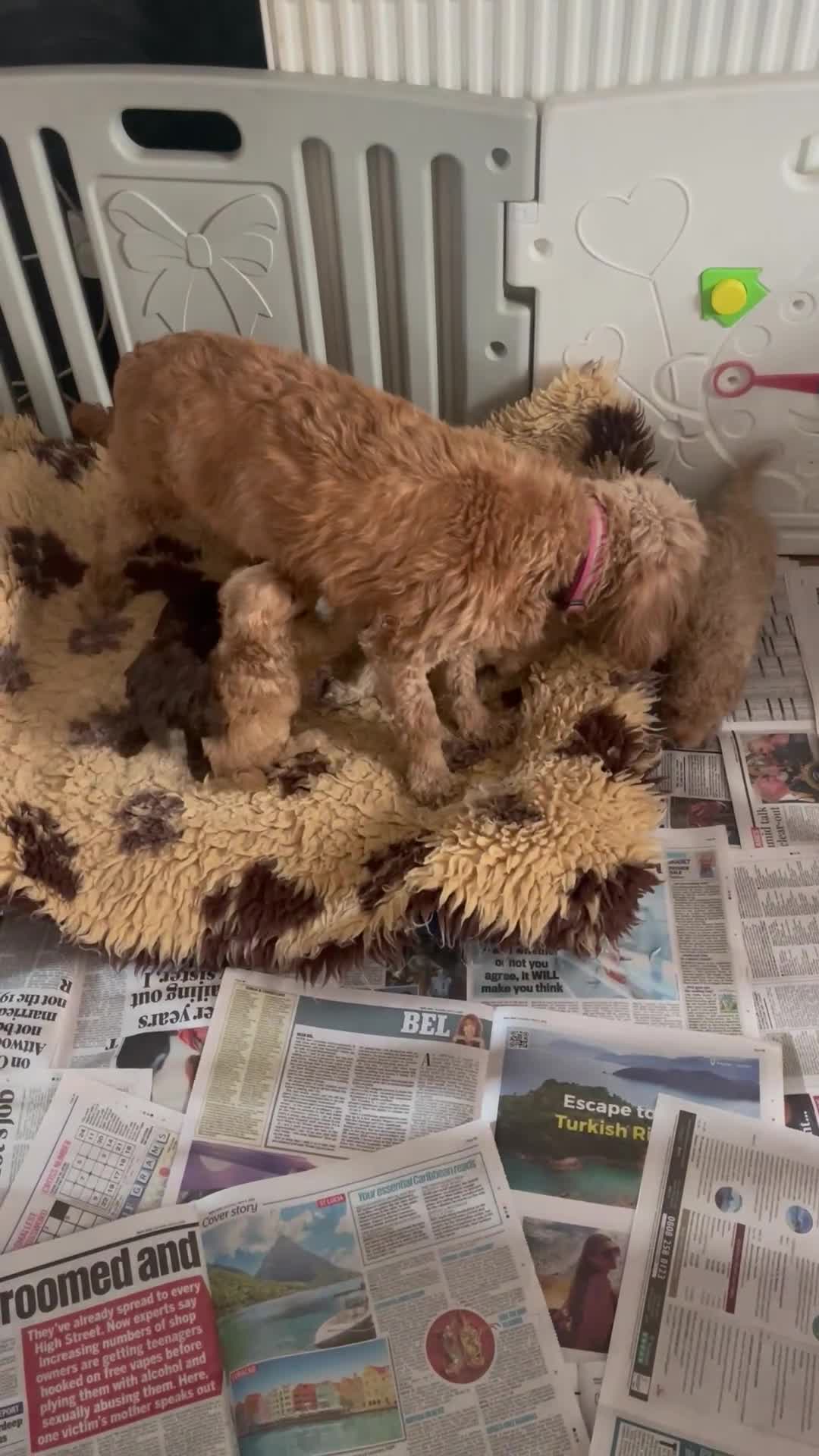 Cockapoo dogs for sale: f1b miniature dna health tested cockerpoos  - Video 2