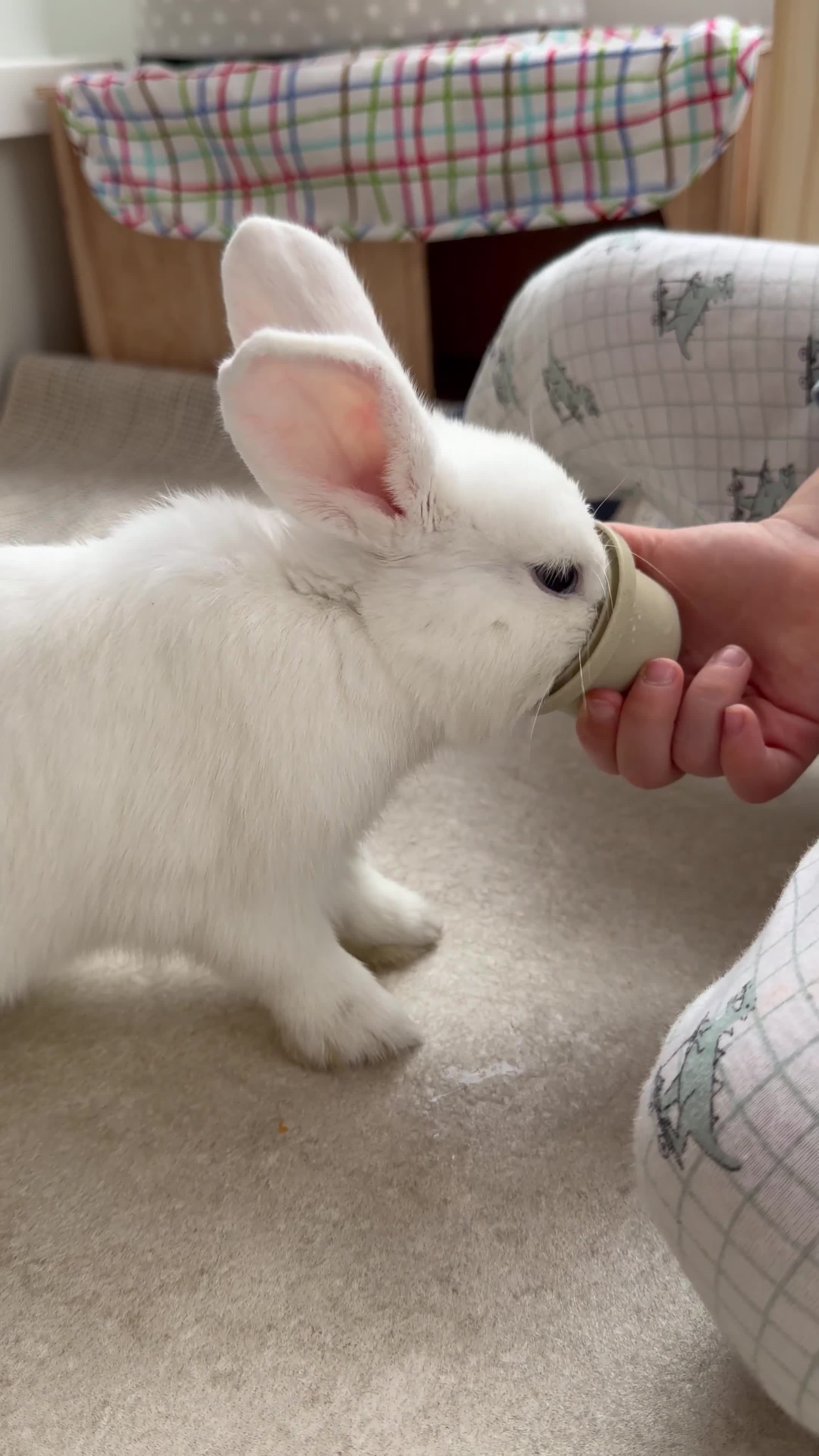 Netherland Dwarf rabbits for sale: 🐰 Beautiful Pet Rabbit Looking for a Loving Home in Stratford-upon-Avon - Video 1
