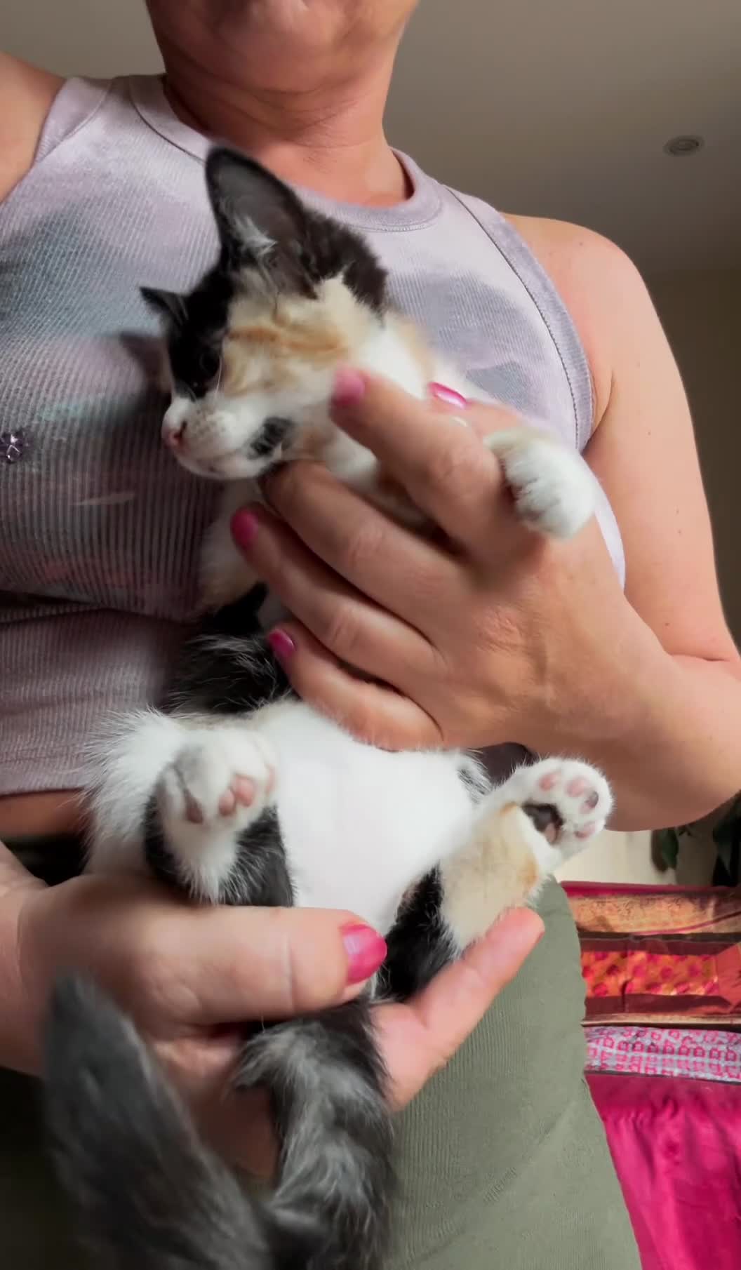 Mixed Breed cats for sale: Ginger Calico Tuxedo Kittens London-Richmond Sale - Video 1
