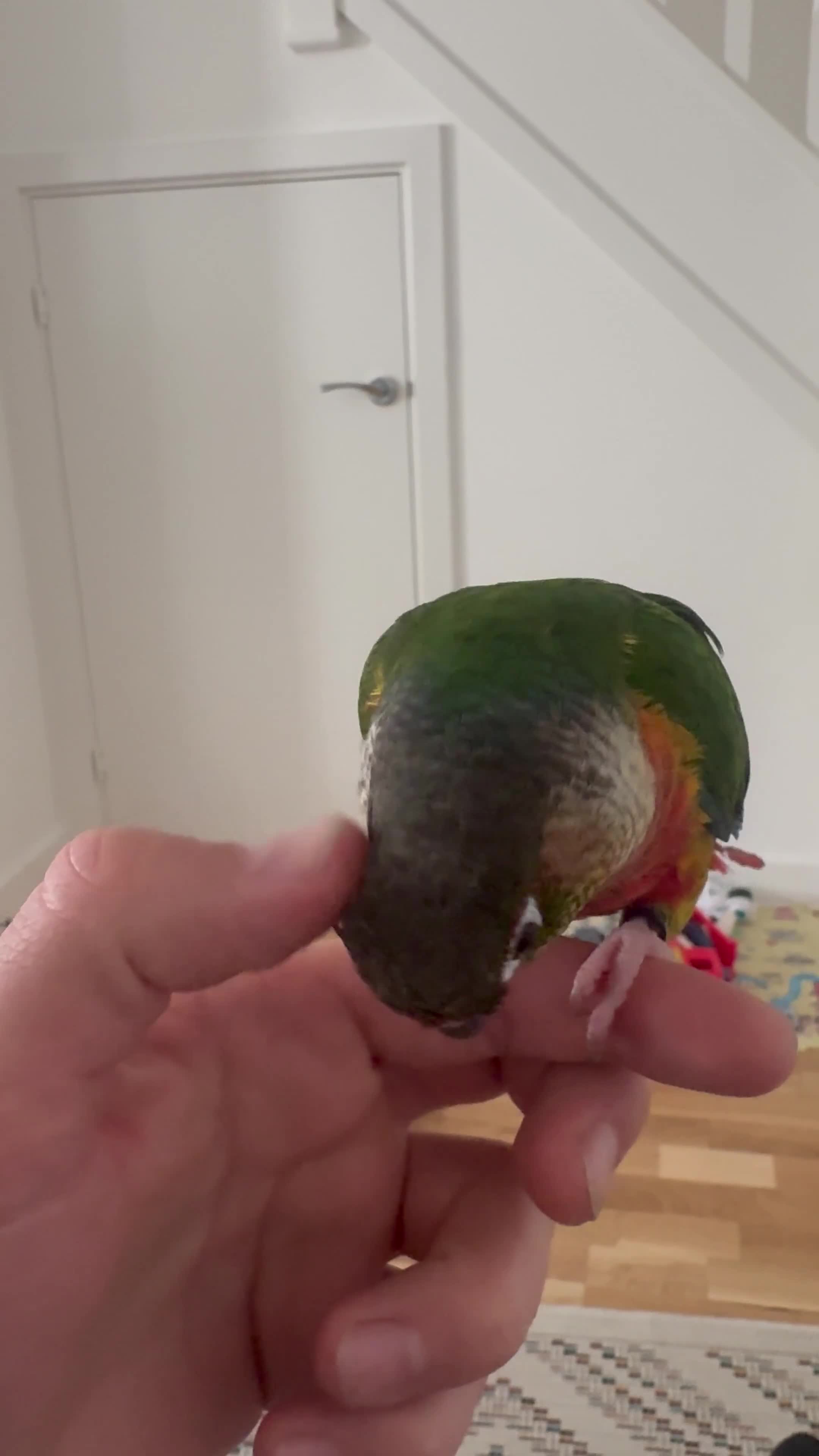 Conures birds for sale: Beautiful Conure SUPER TAME ! - Video 1