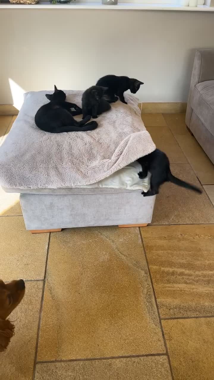 Mixed Breed cats for sale: Kittens ready to leave  - Video 1
