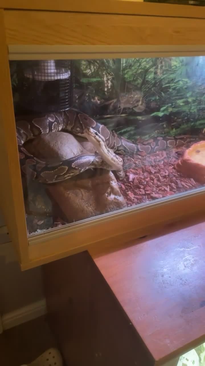 Python Snake reptiles for sale: Male and female + set up  in Auchterarder - Video 2