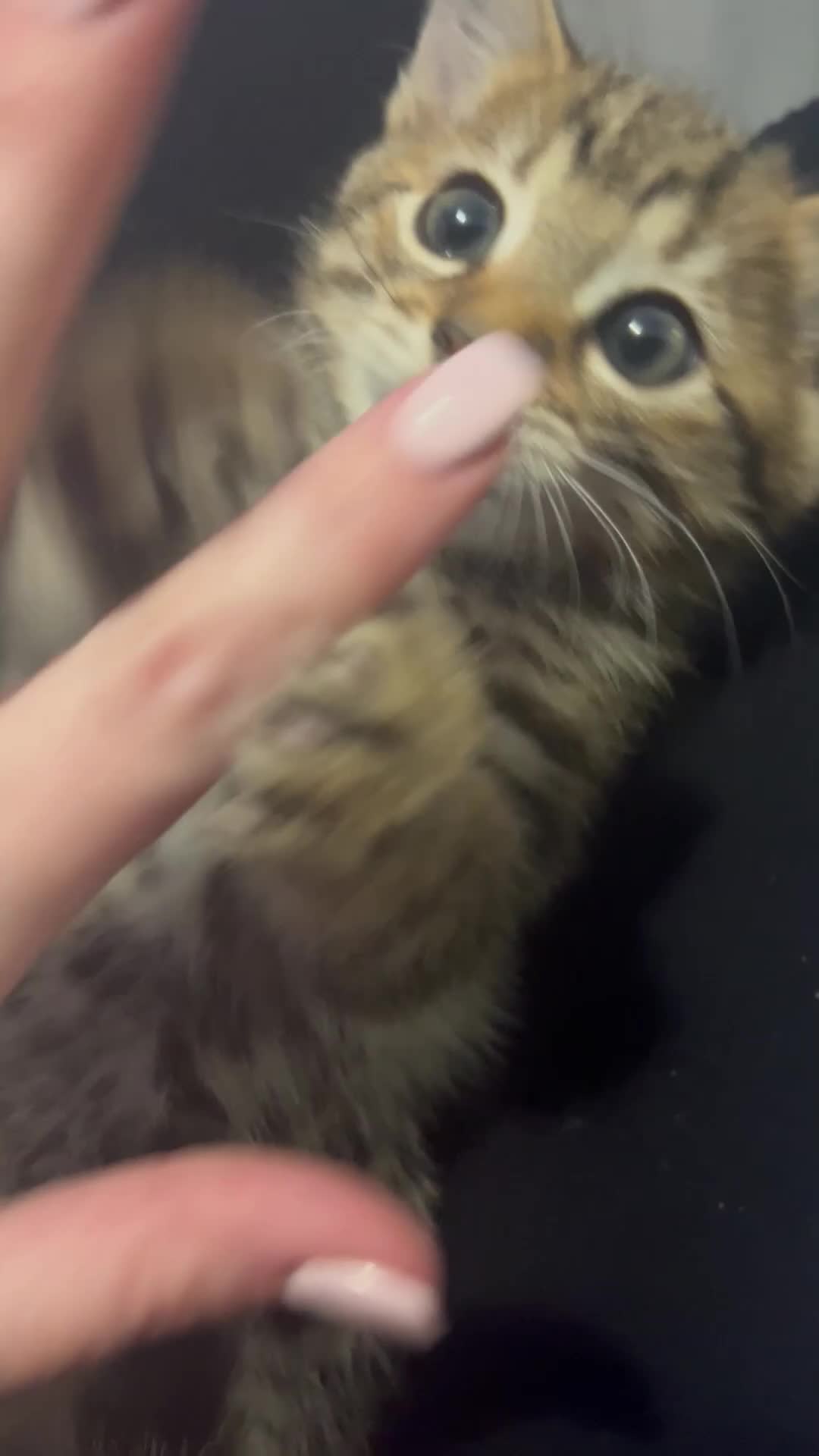 Bengal cats for sale: Bengal mixed - Video 2