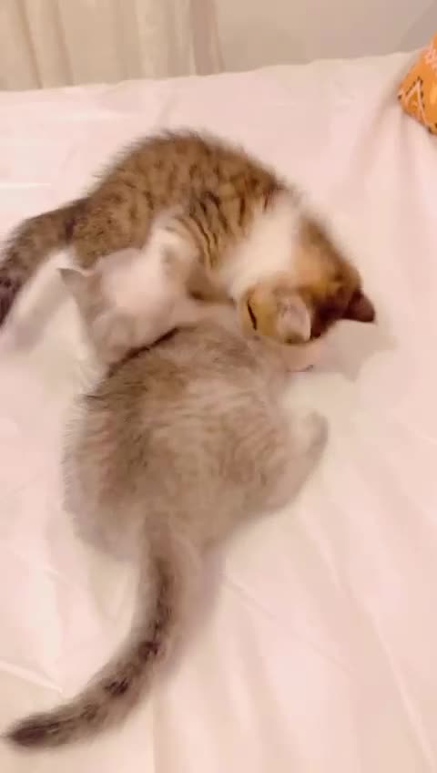 British Shorthair cats for sale: Scottish short hair kitten - Video 2