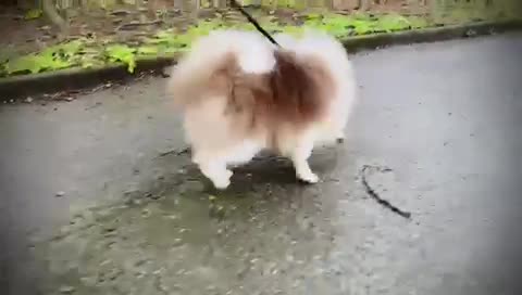 Pomeranian dogs for stud: Tiny Lilac Parti Carrying Tan points in Dartford - Video 1