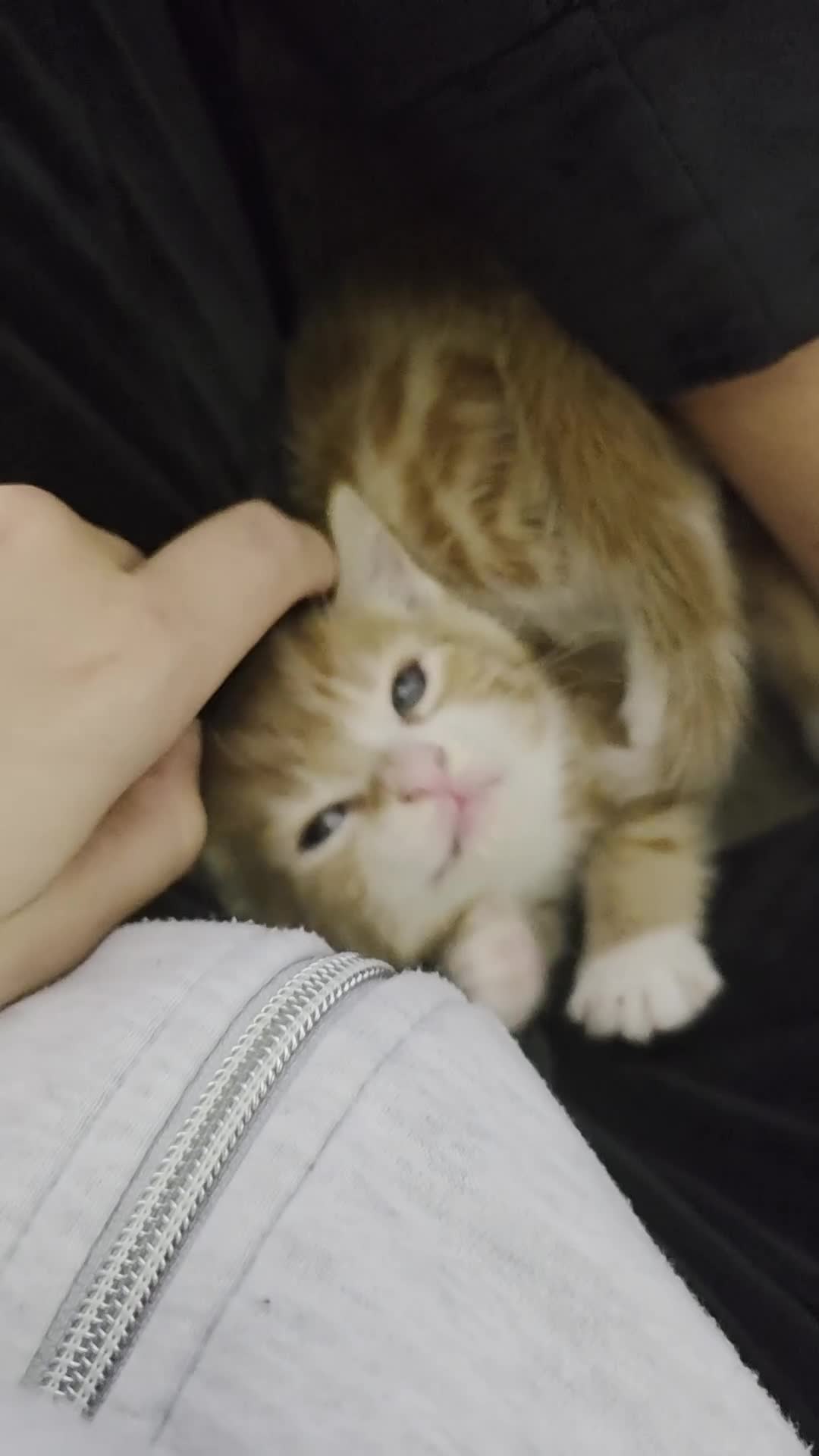 Mixed Breed cats for sale: Female ginger tabby kitten - Video 1